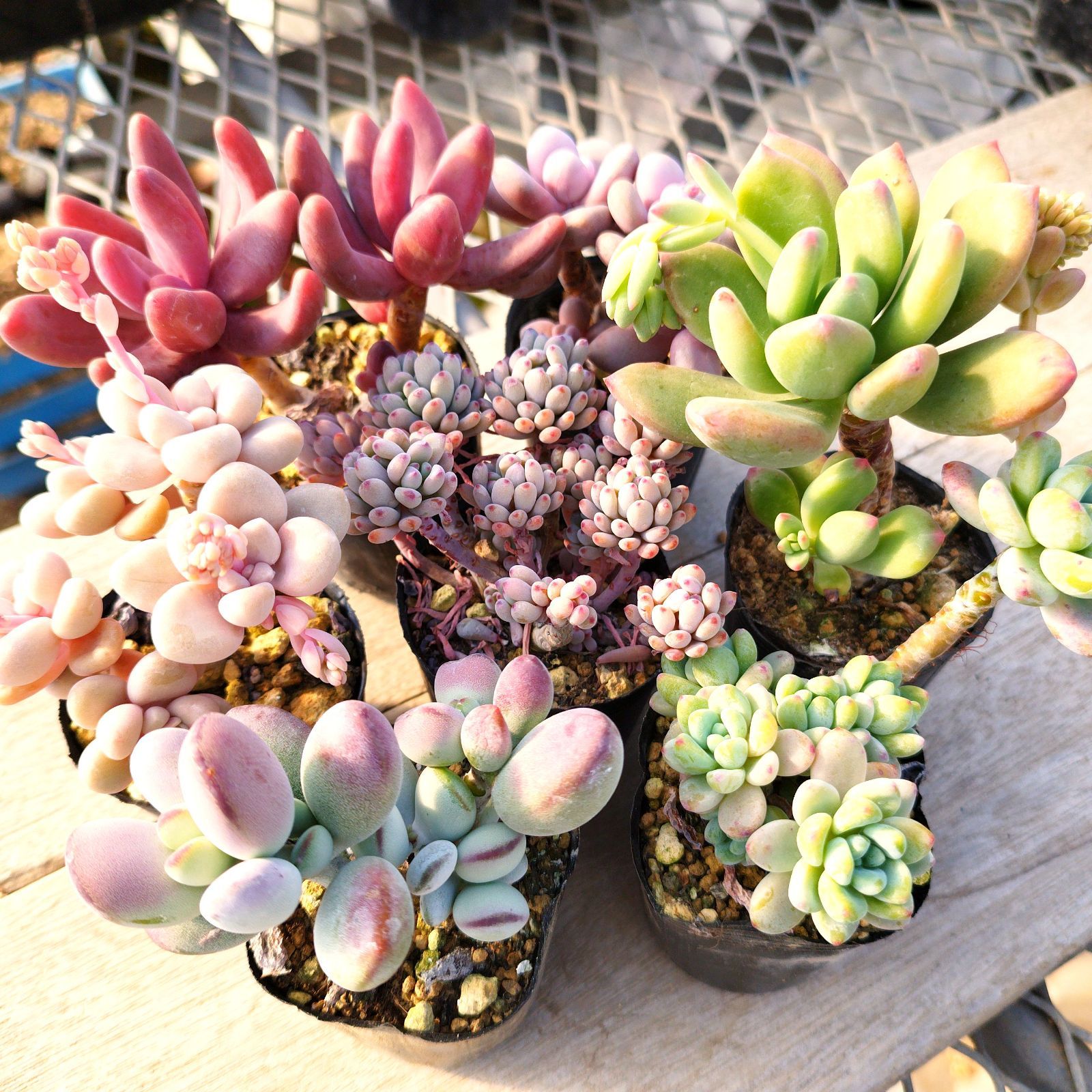 多肉植物 色々 7種セット 抜き苗 - メルカリ