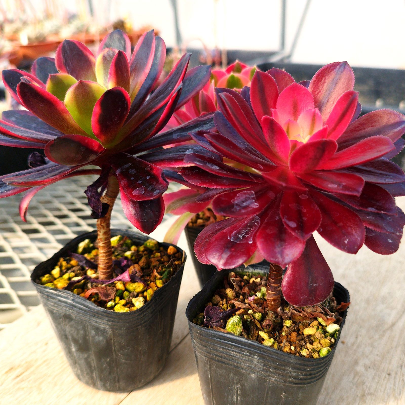 多肉植物 アエオニウム 3種セット 抜き苗 - メルカリ