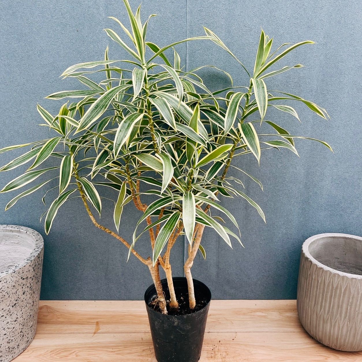 ［現品］【希少】6A ドラセナ　リフレクサ　グリーンソング　オキナワ　8号 観葉植物 ［現品］【希少】6A ドラセナ リフレクサ グリーンソング