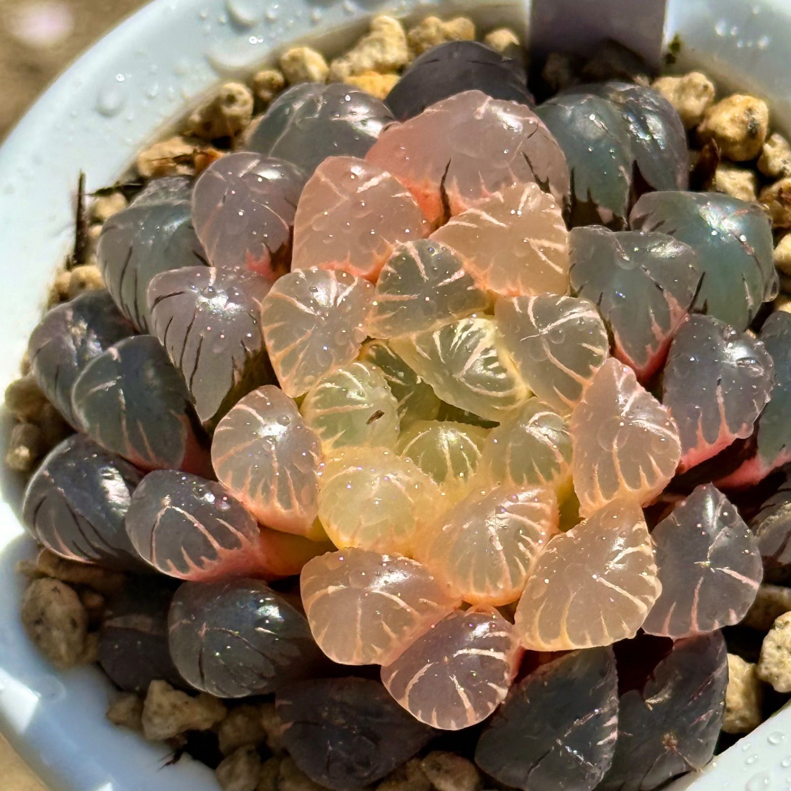 観葉植物 珍しいハオ楽園 煌 コンコレ実生錦 H2015