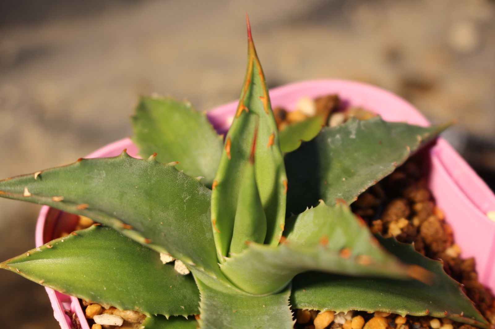 849 アガベ ユタエンシス カイバベンシス / Agave Utahensis var