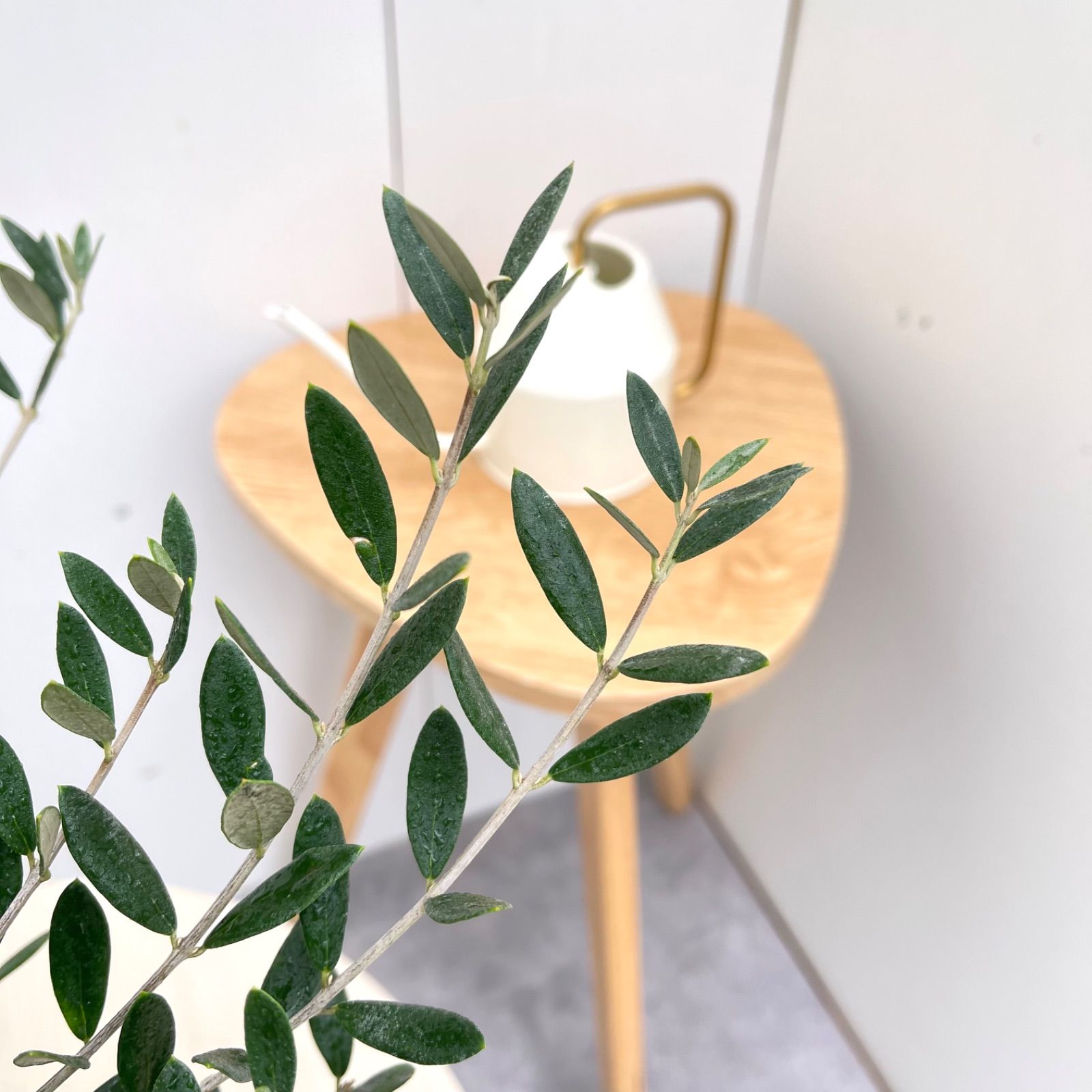 オリーブ マンザニロ 10【現品】観葉植物 創樹 SOUJU 4号 - メルカリ