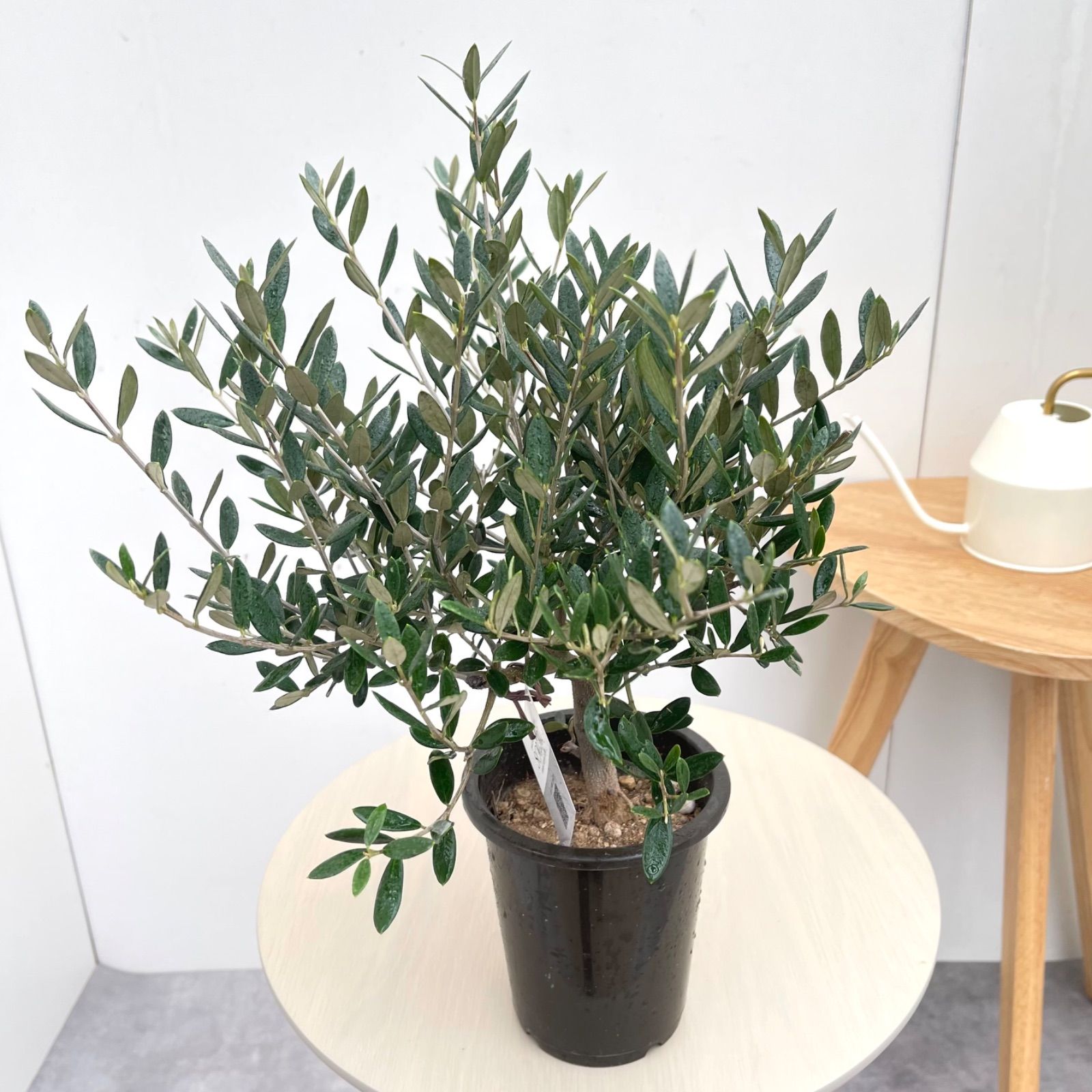 オリーブ マンザニロ 地植え オリーブ マンザニロ 10 現品 観葉植物 創