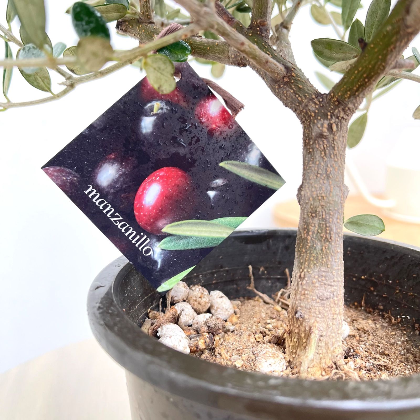 オリーブ マンザニロ 10【現品】観葉植物 創樹 SOUJU 4号 - メルカリ