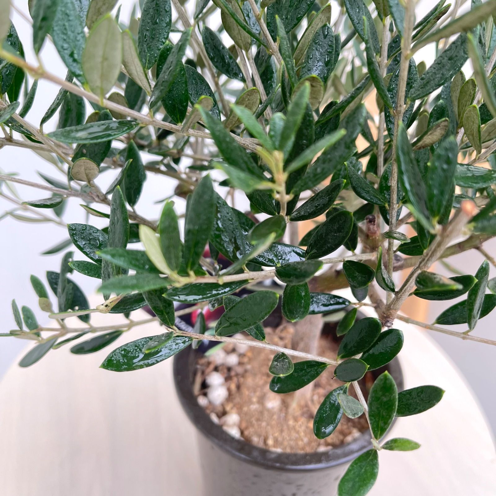 オリーブ マンザニロ 10【現品】観葉植物 創樹 SOUJU 4号 - メルカリ