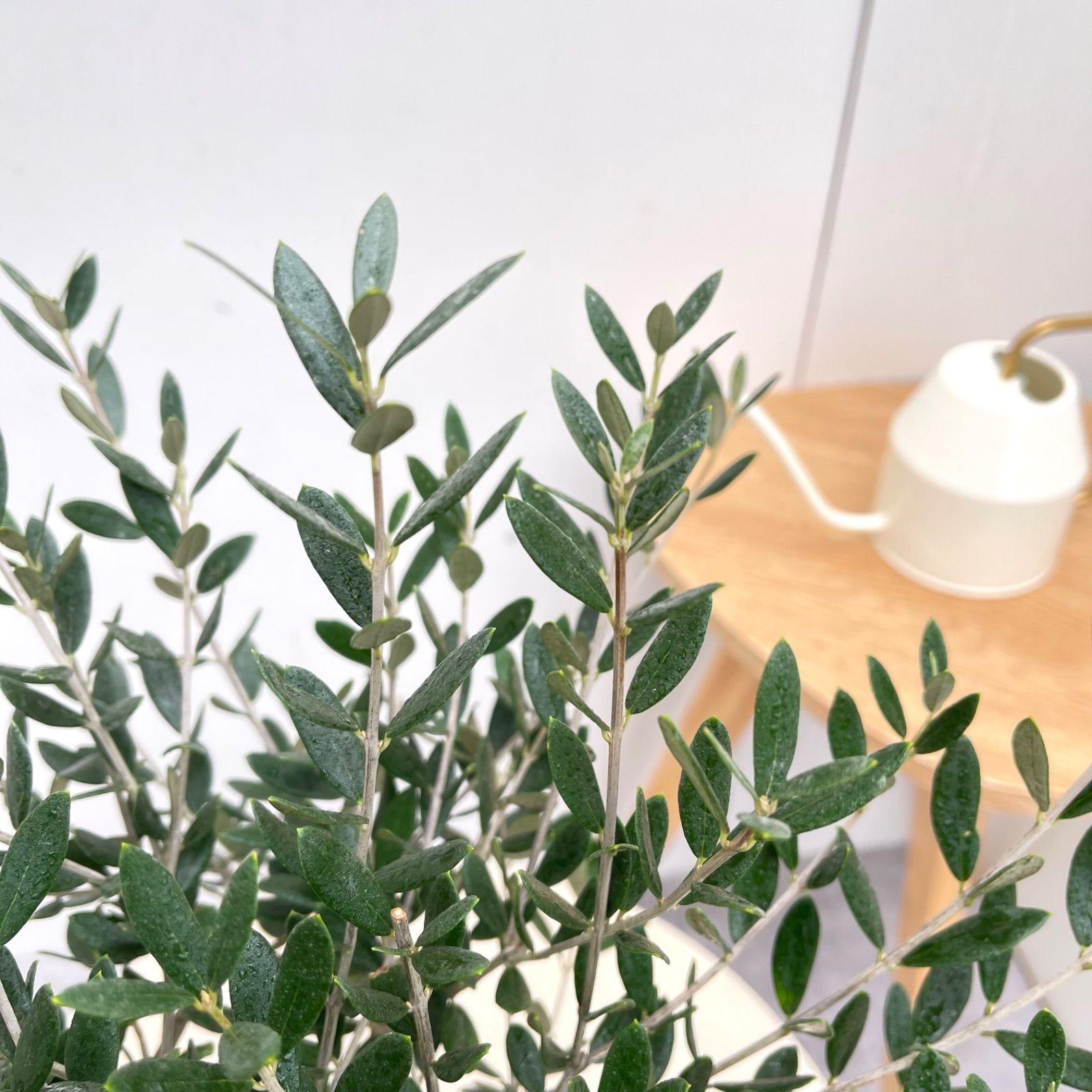 オリーブ マンザニロ 10【現品】観葉植物 創樹 SOUJU 4号 - メルカリ