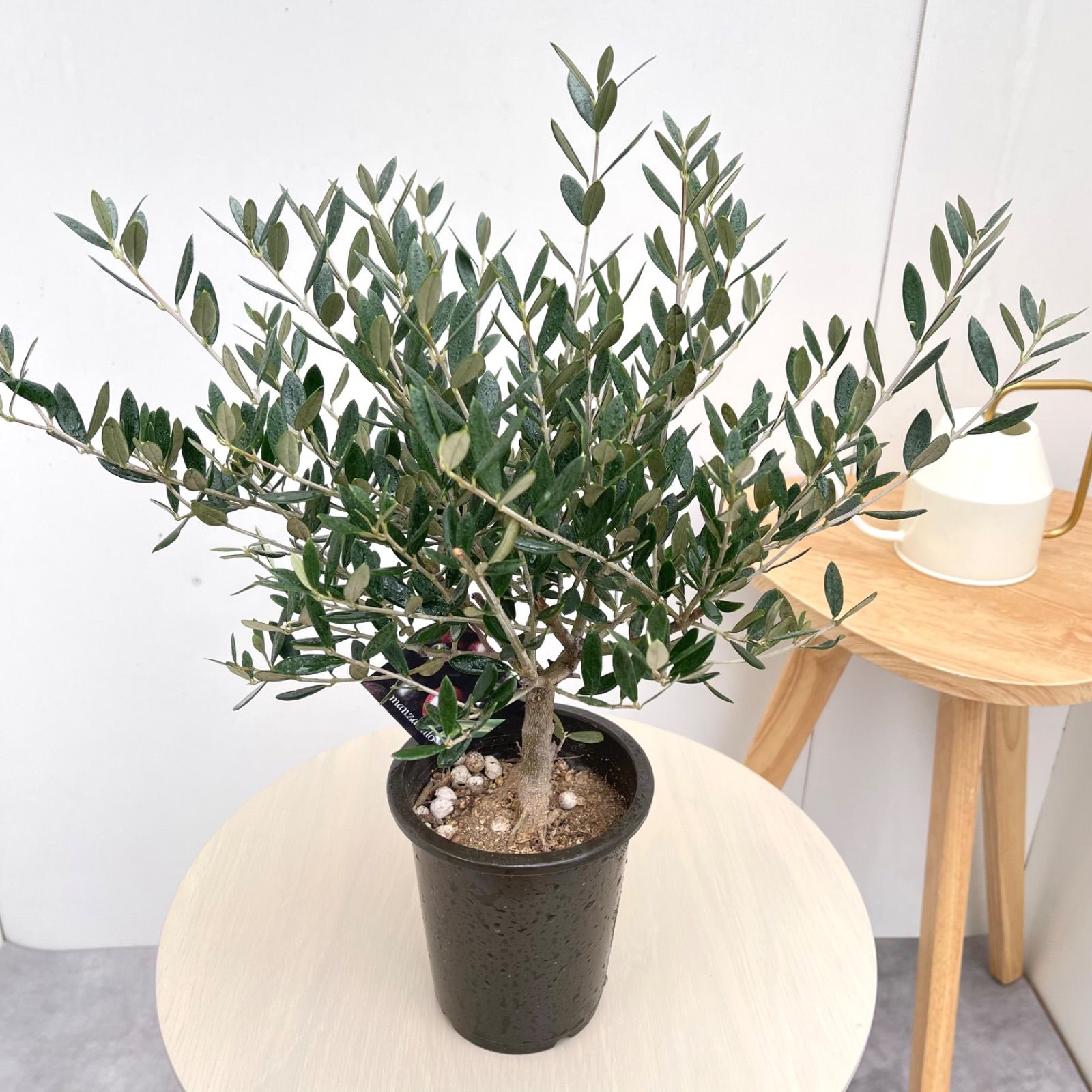 オリーブ マンザニロ 10【現品】観葉植物 創樹 SOUJU 4号 - メルカリ
