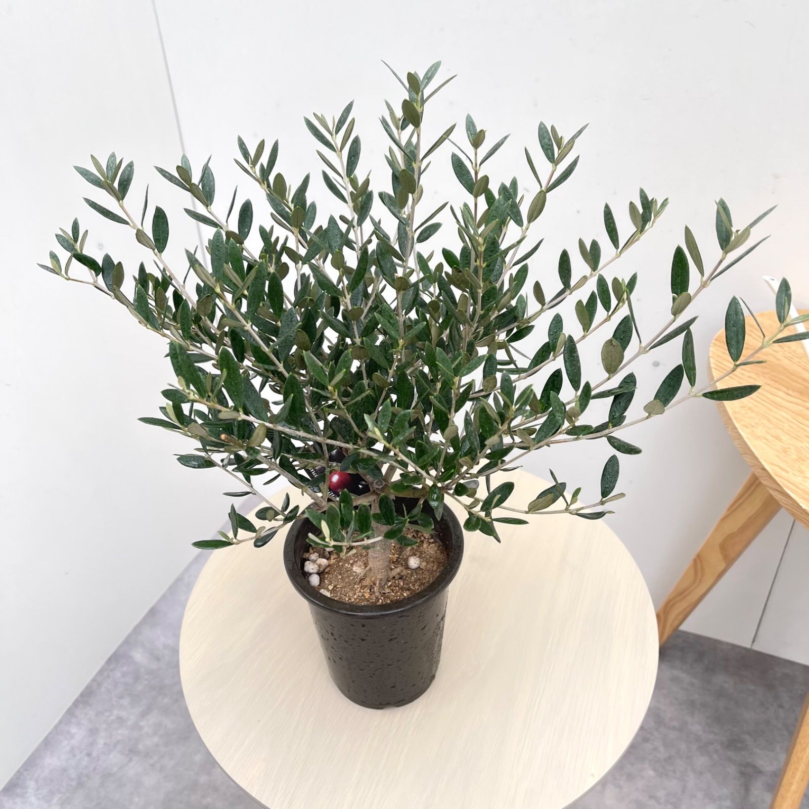 オリーブの木souju マンザニロ 10号 オリーブ マンザニロ 10【現品】観葉植物 創樹 SOUJU 4号 - メルカリ