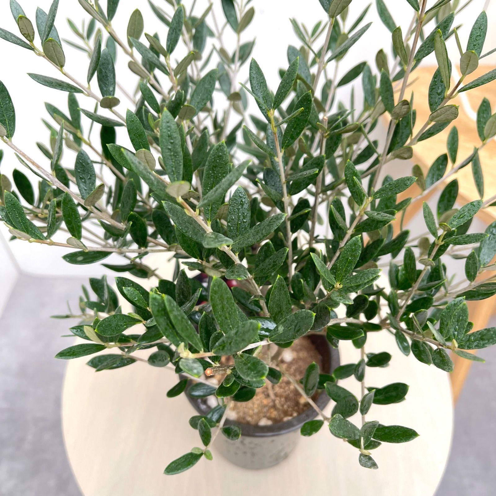 オリーブ マンザニロ 10【現品】観葉植物 創樹 SOUJU 4号 - メルカリ