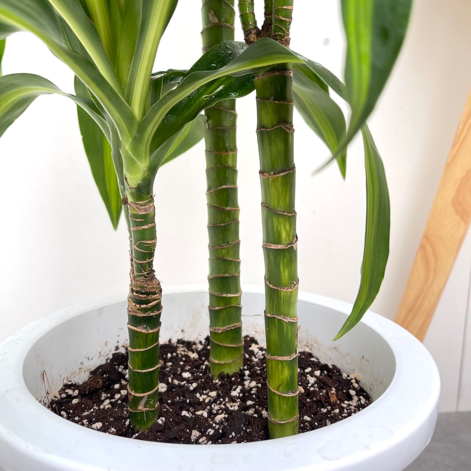 観葉植物 ドラセナ ハワイアンサンシャイン 3【現品】☆希少☆ 観葉
