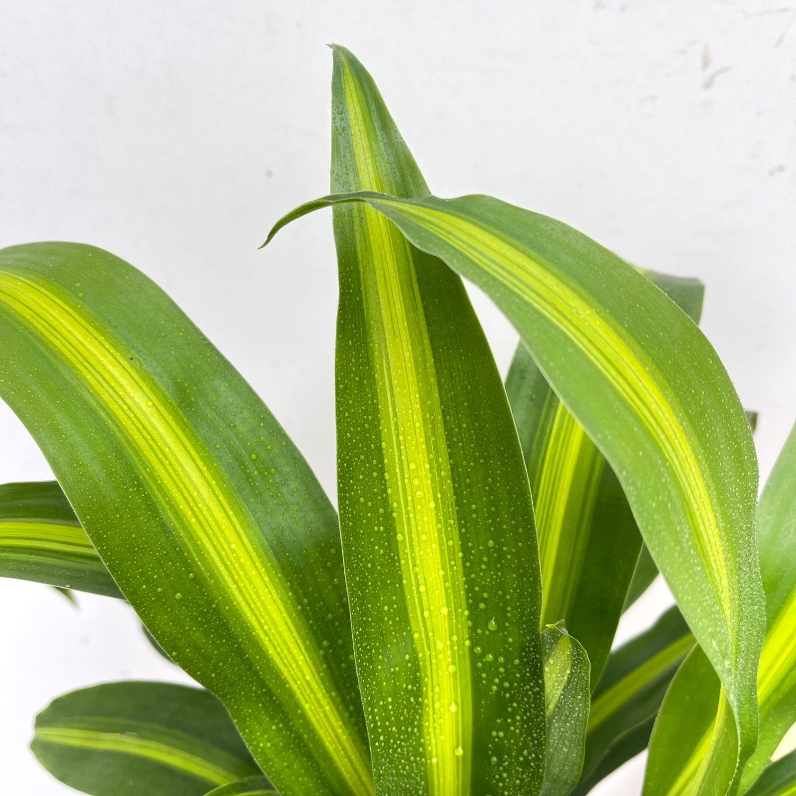 観葉植物 ドラセナ ハワイアンサンシャイン 3【現品】☆希少☆ 観葉