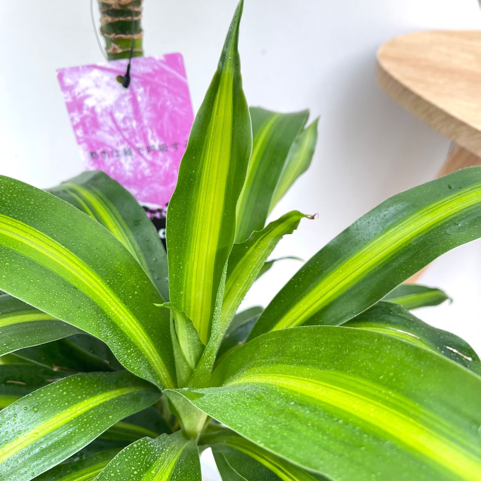 観葉植物 ドラセナ ハワイアンサンシャイン 3【現品】☆希少☆ 観葉
