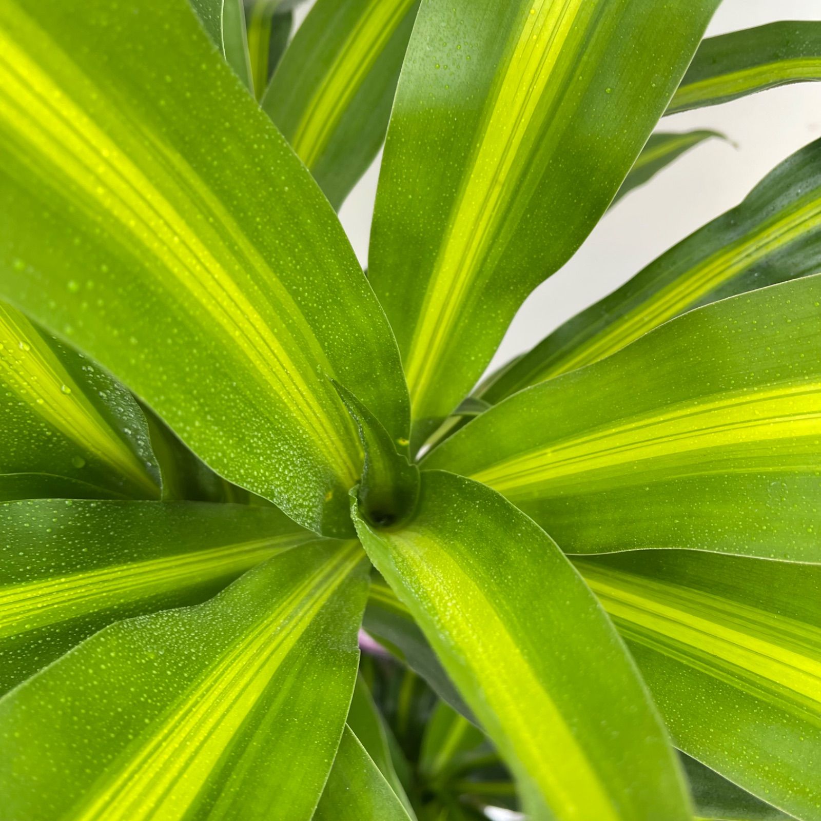 観葉植物 ドラセナ ハワイアンサンシャイン 3【現品】☆希少☆ 観葉