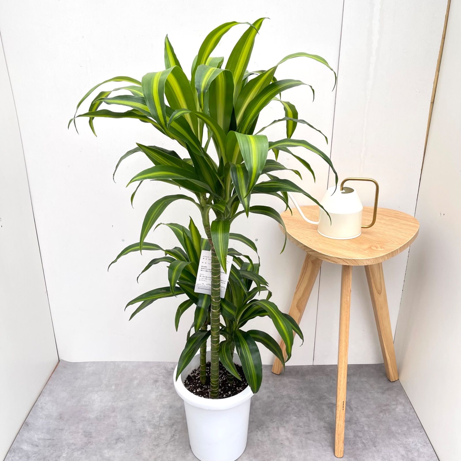 ドラセナ　ハワイアンサンシャイン　3【現品】☆希少☆  観葉植物　室内　大型 観葉植物 ドラセナ ハワイアンサンシャイン 3【現品】☆希少☆ 観葉
