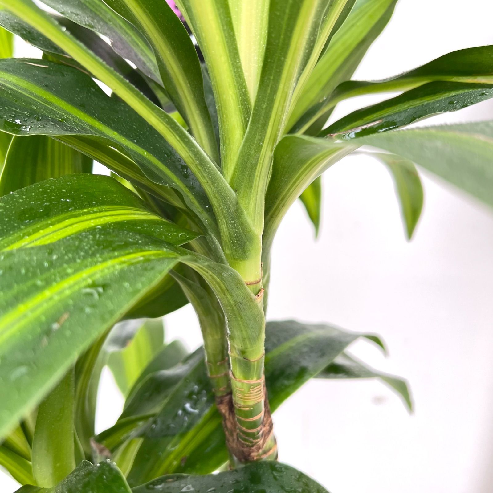 観葉植物 ドラセナ ハワイアンサンシャイン 3【現品】☆希少☆ 観葉