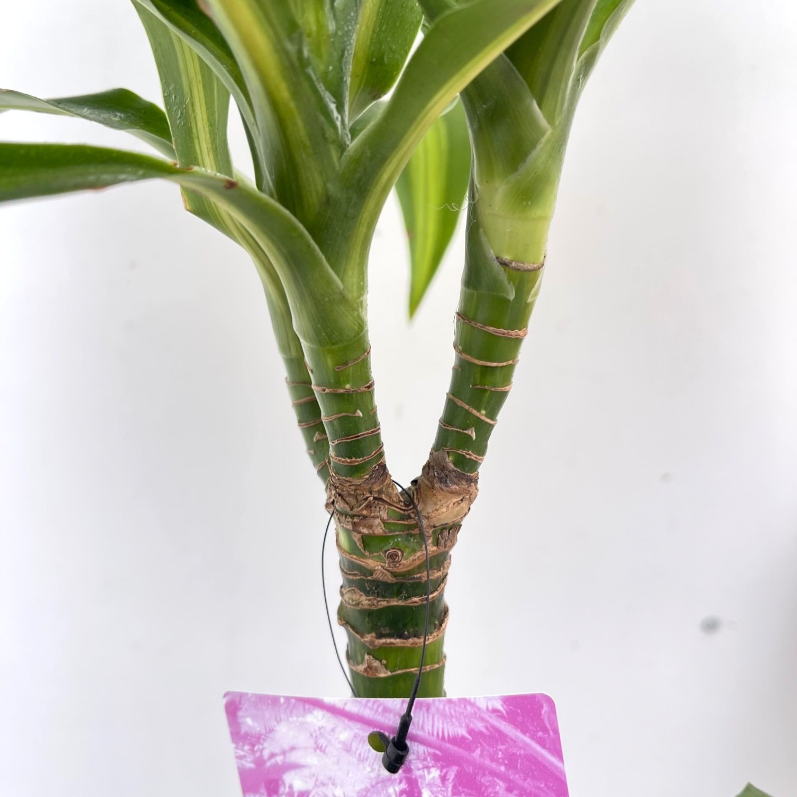 観葉植物 ドラセナ ハワイアンサンシャイン 3【現品】☆希少☆ 観葉