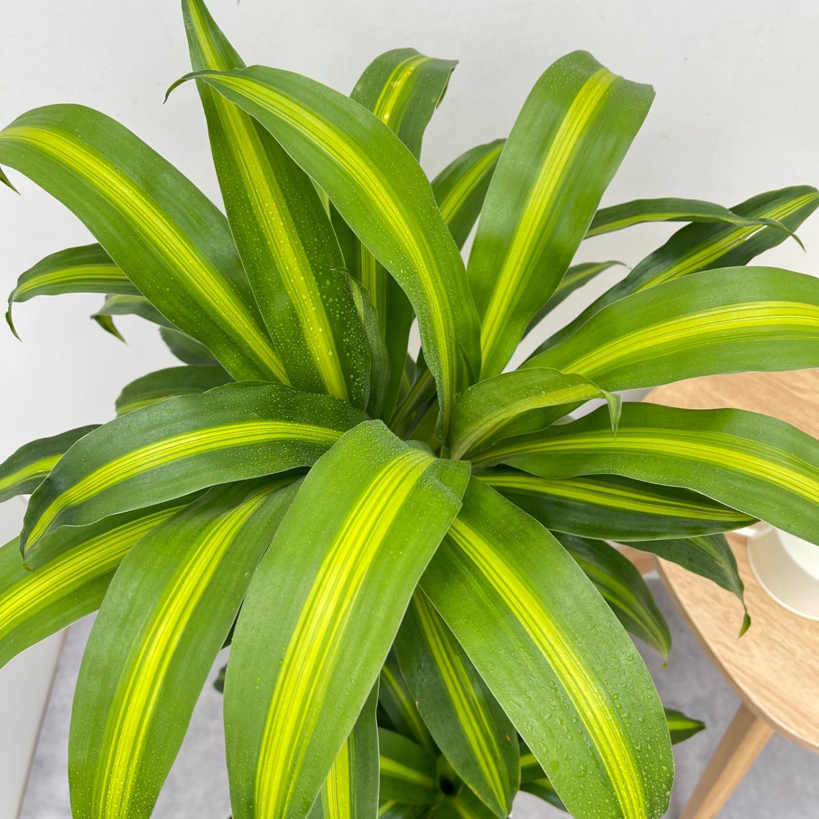 観葉植物 ドラセナ ハワイアンサンシャイン 3【現品】☆希少☆ 観葉