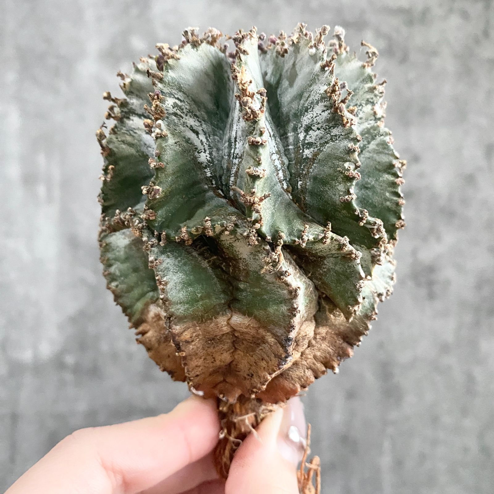 白衣ホリダ 白衣 ホリダ ユーフォルビア Euphorbia horrida var Alba 9