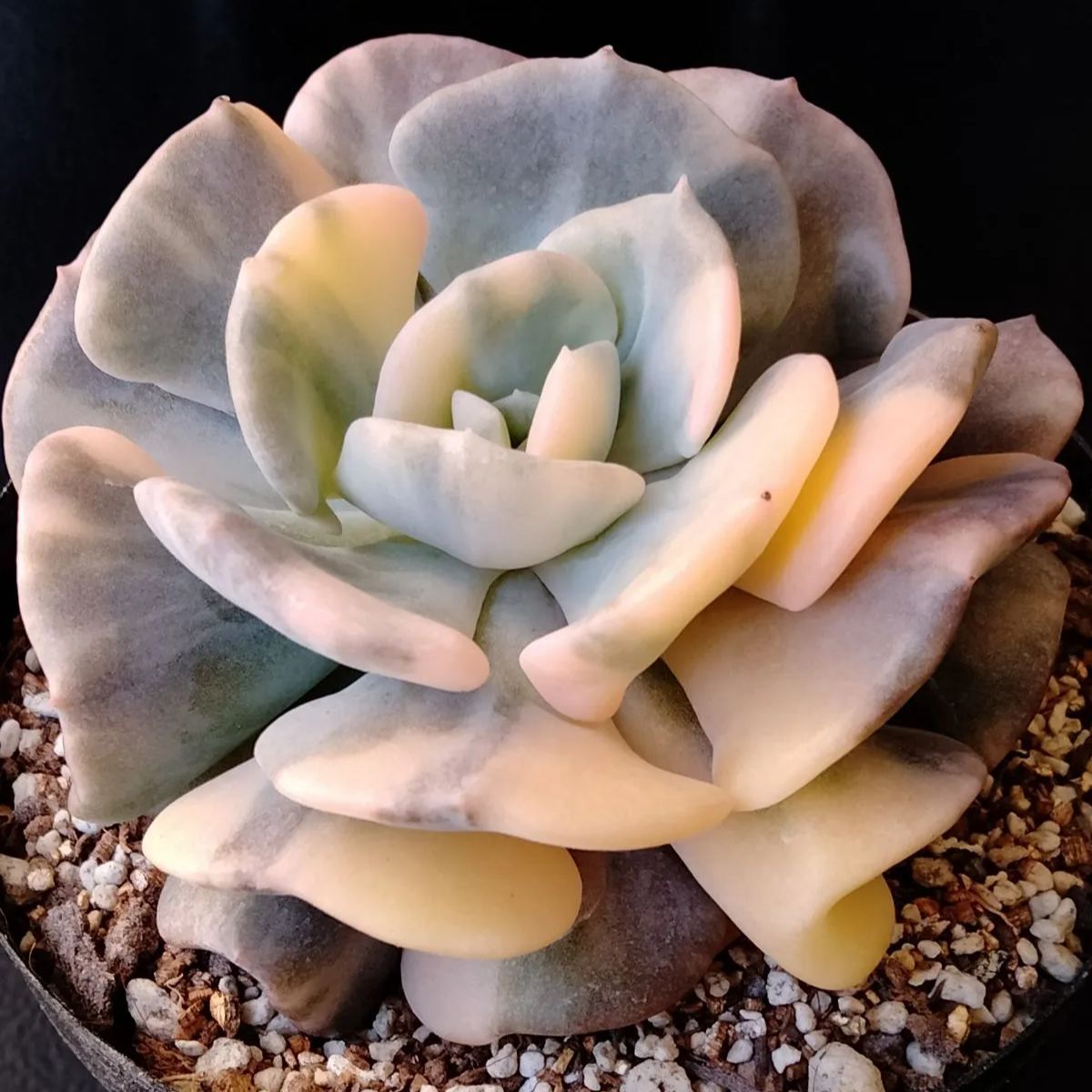 多肉植物　覆輪　キュービックフロスティ錦　微根 多肉植物 覆輪 キュービックフロスティ錦 微根 【公式通販】