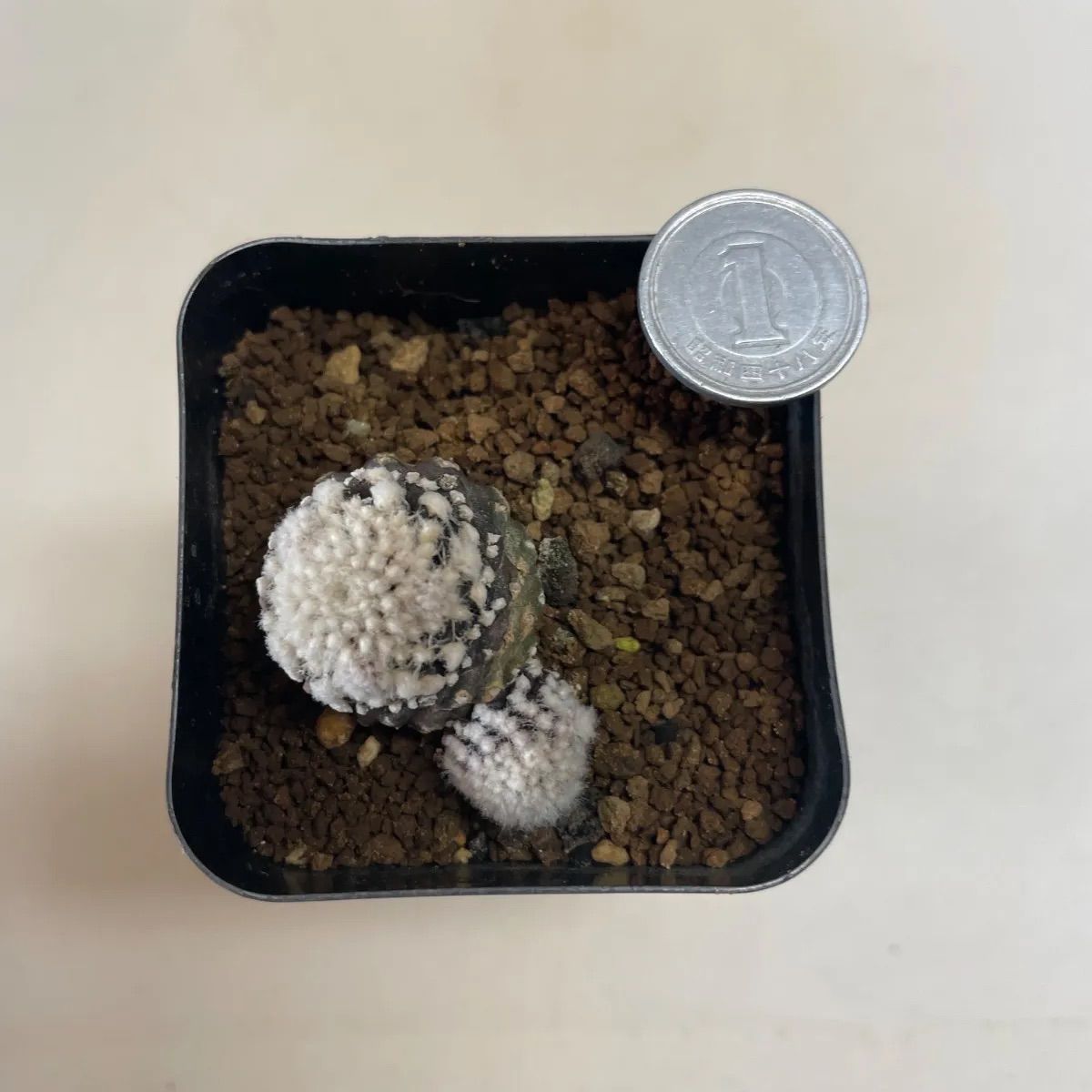 多肉植物 コピアポア 黒蝶(レア) 抜き苗 根付き - メルカリ