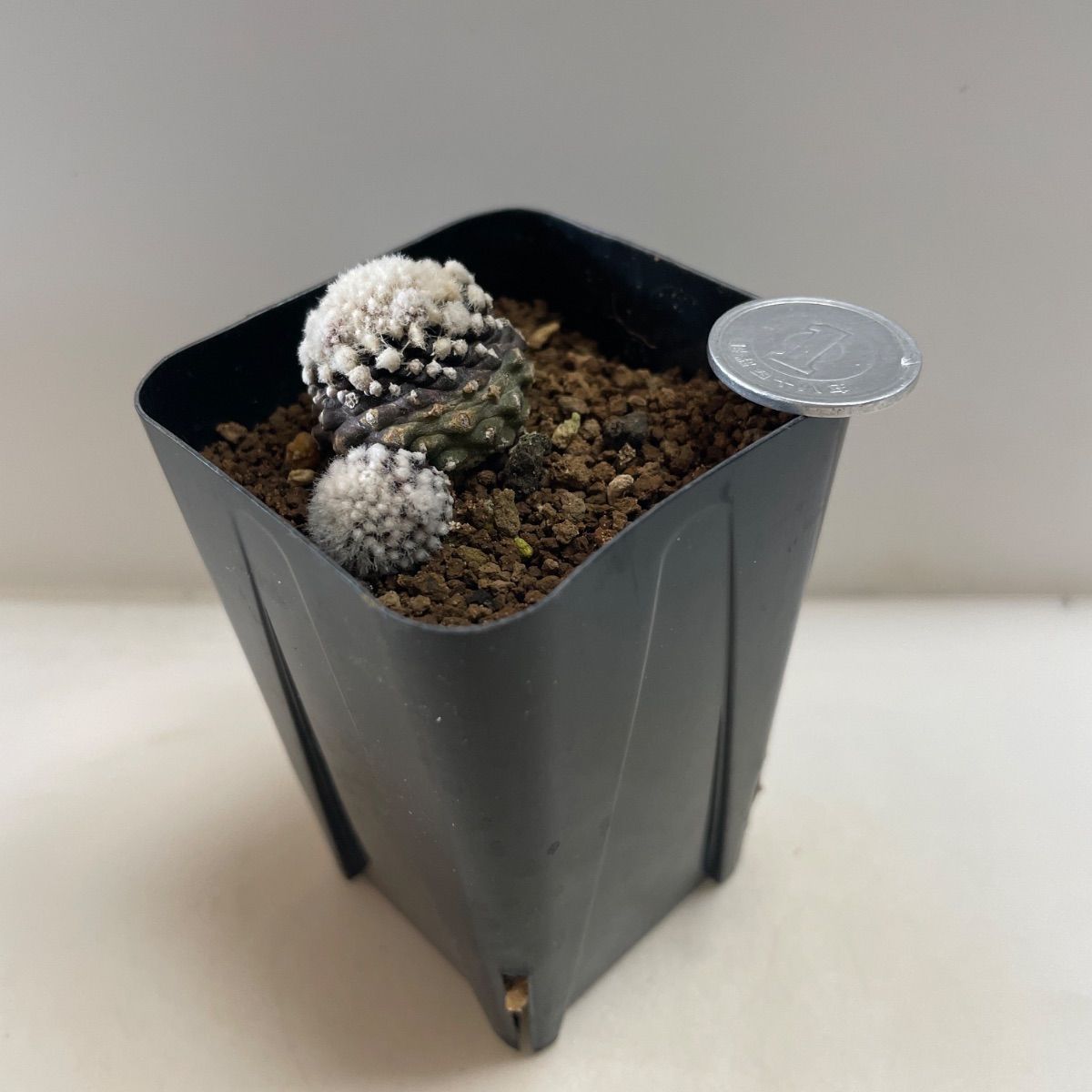 多肉植物 コピアポア 黒蝶(レア) 抜き苗 根付き - メルカリ