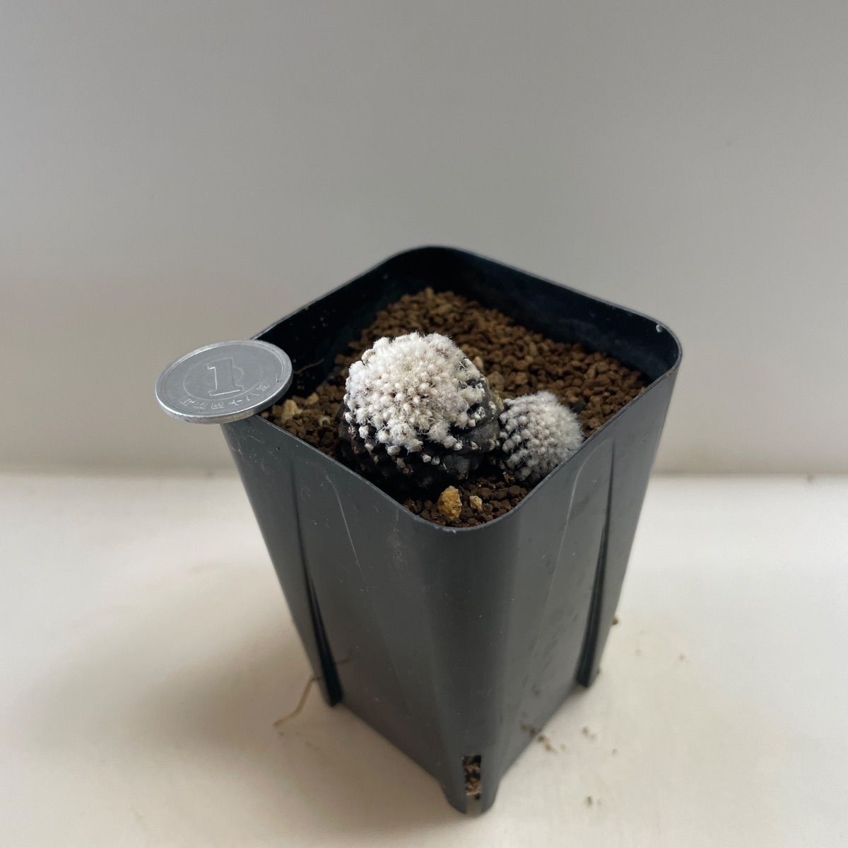 多肉植物 コピアポア 黒蝶(レア) 抜き苗 根付き - メルカリ