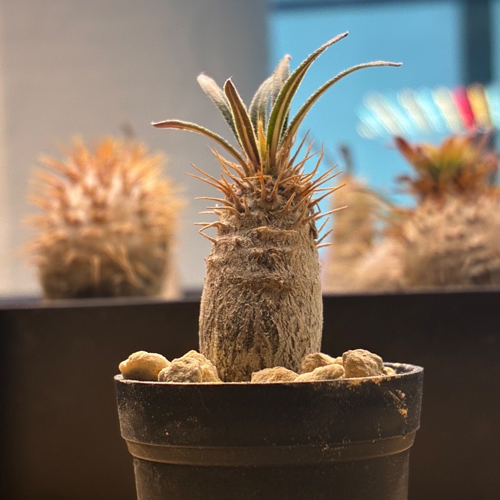塊根植物】パキポディウム グラキリス 鉢ごと発送 送料無料 #249