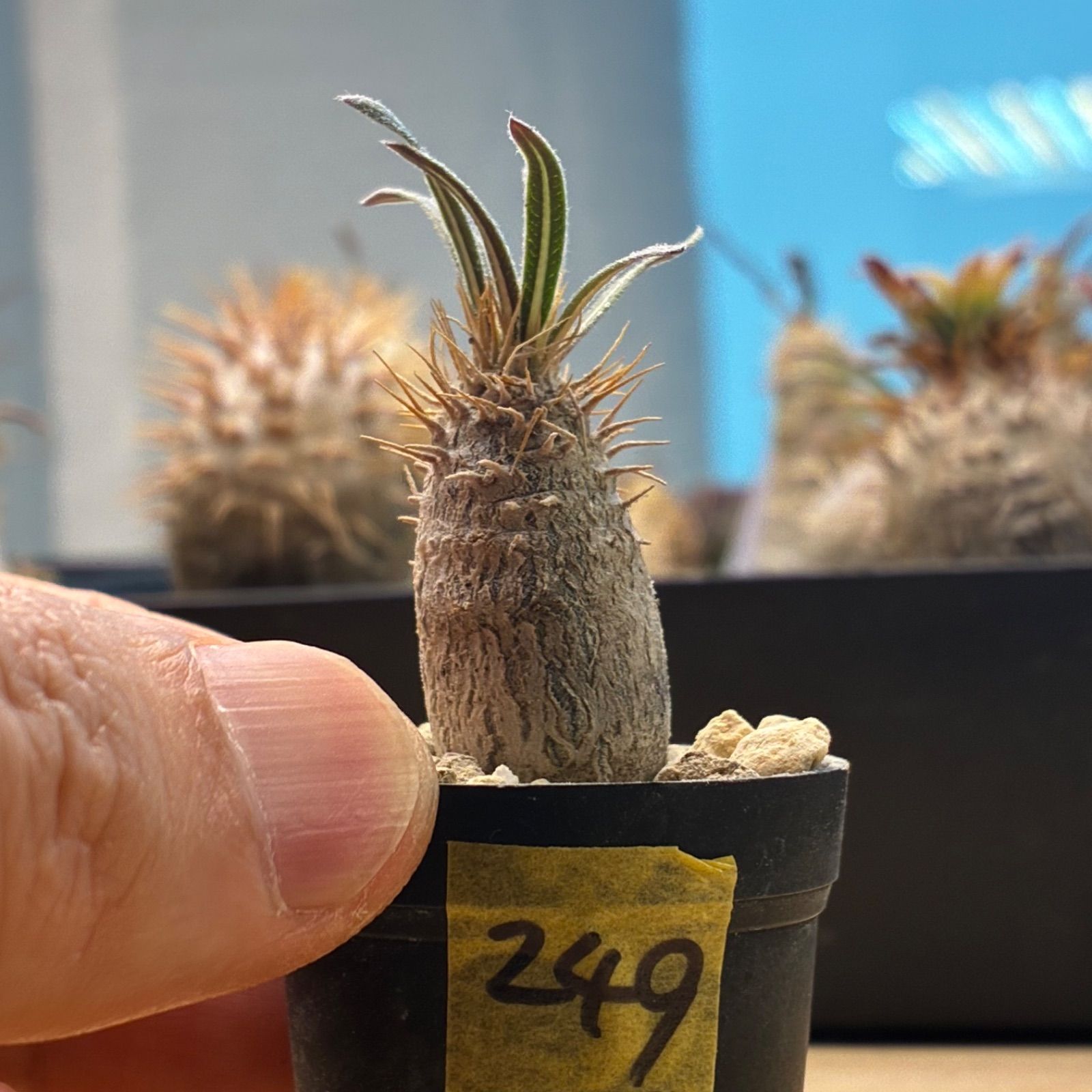 塊根植物】パキポディウム グラキリス 鉢ごと発送 送料無料 #249