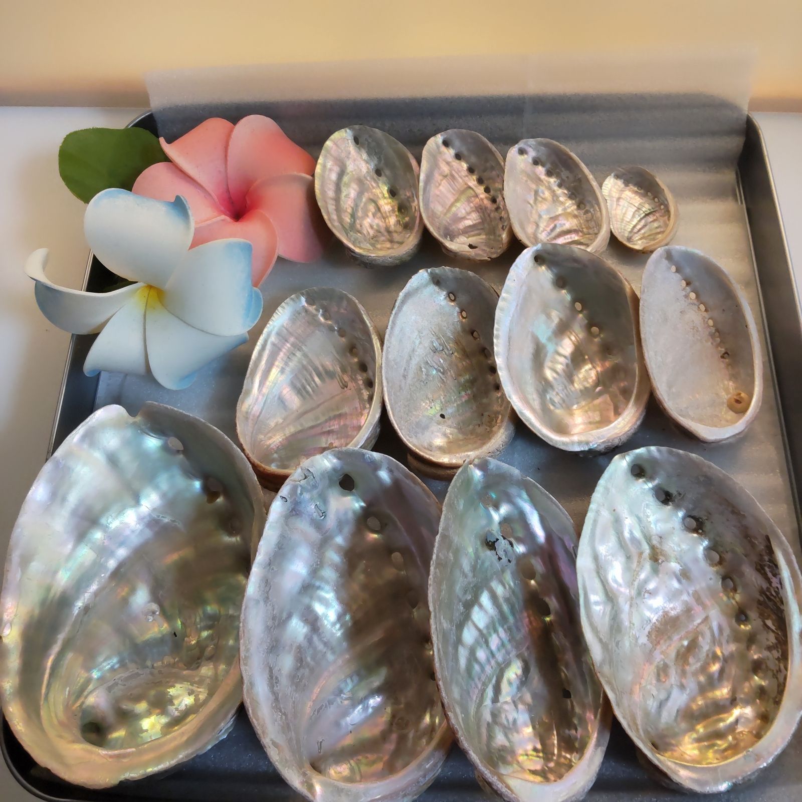 貝殻 アワビ 詰め合わせ-【人気沸騰】