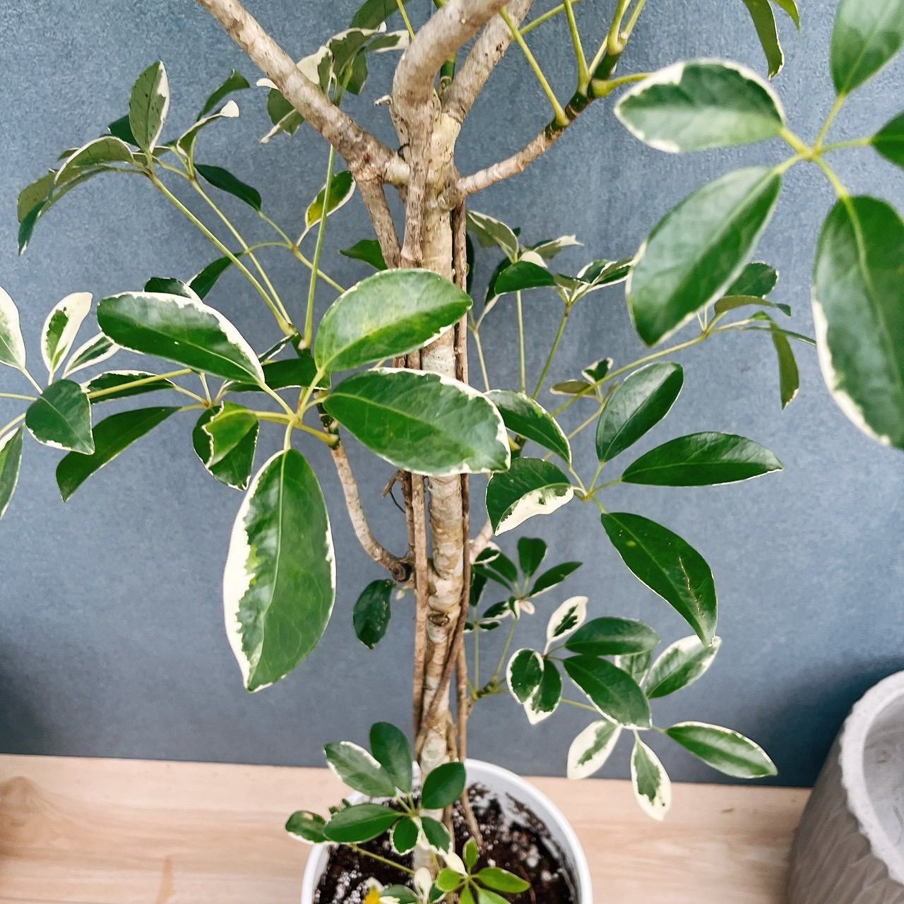 ［現品］☆珍しい☆ 2番　シェフレラ　ホンコンカポック　斑入り　7号　観葉植物　室内　レア　おしゃれ