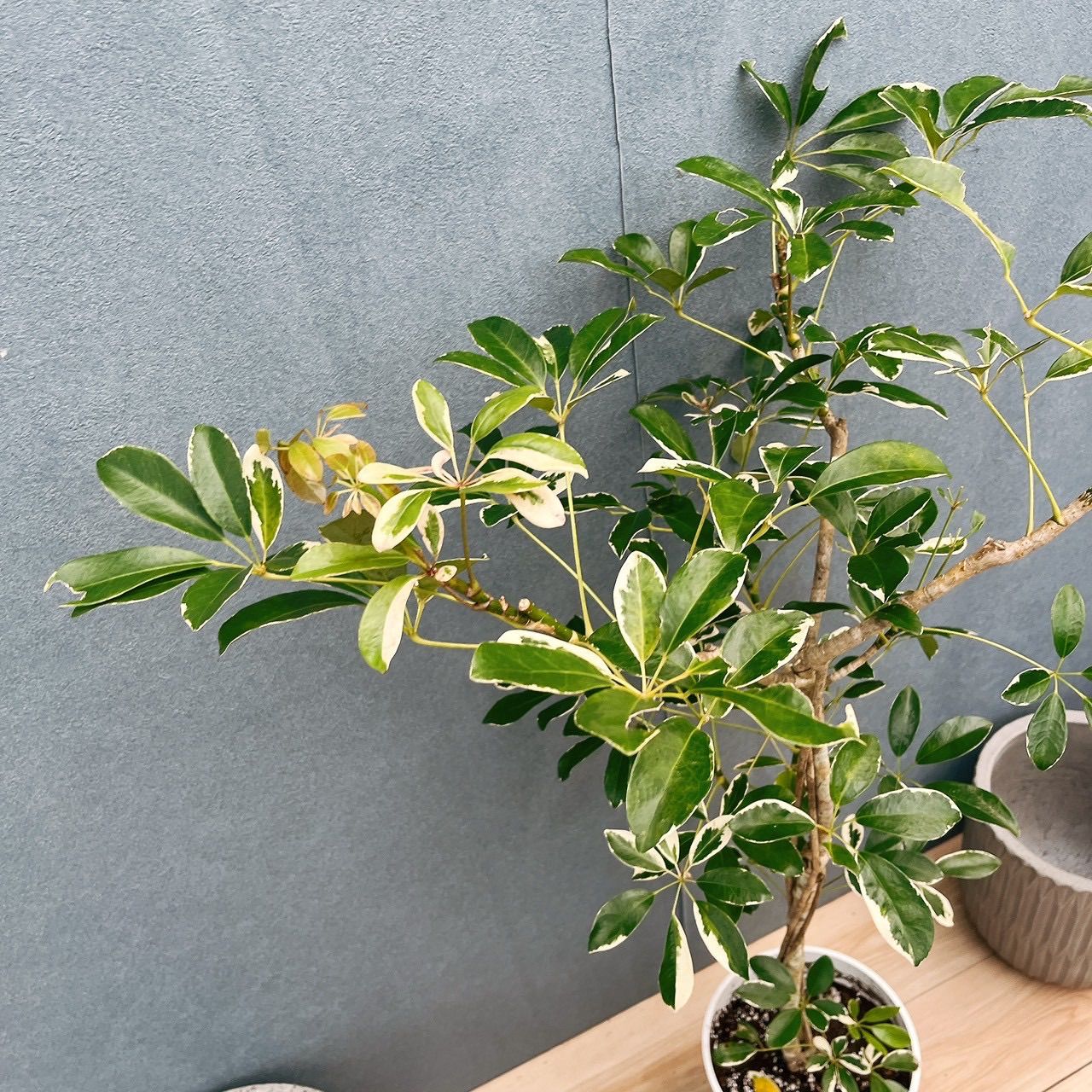 ［現品］☆珍しい☆ 2番　シェフレラ　ホンコンカポック　斑入り　7号　観葉植物　室内　レア　おしゃれ