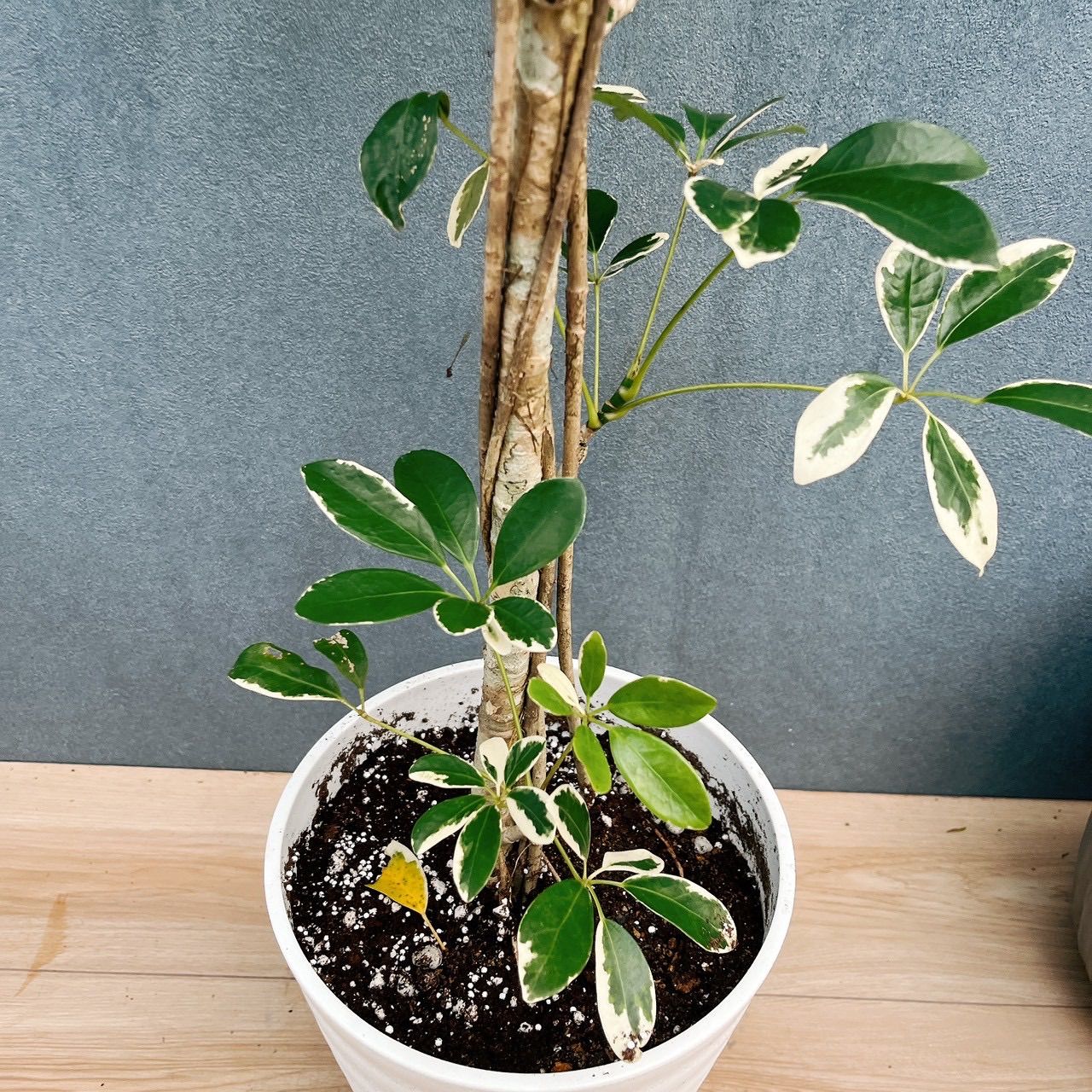 ［現品］☆珍しい☆ 2番　シェフレラ　ホンコンカポック　斑入り　7号　観葉植物　室内　レア　おしゃれ