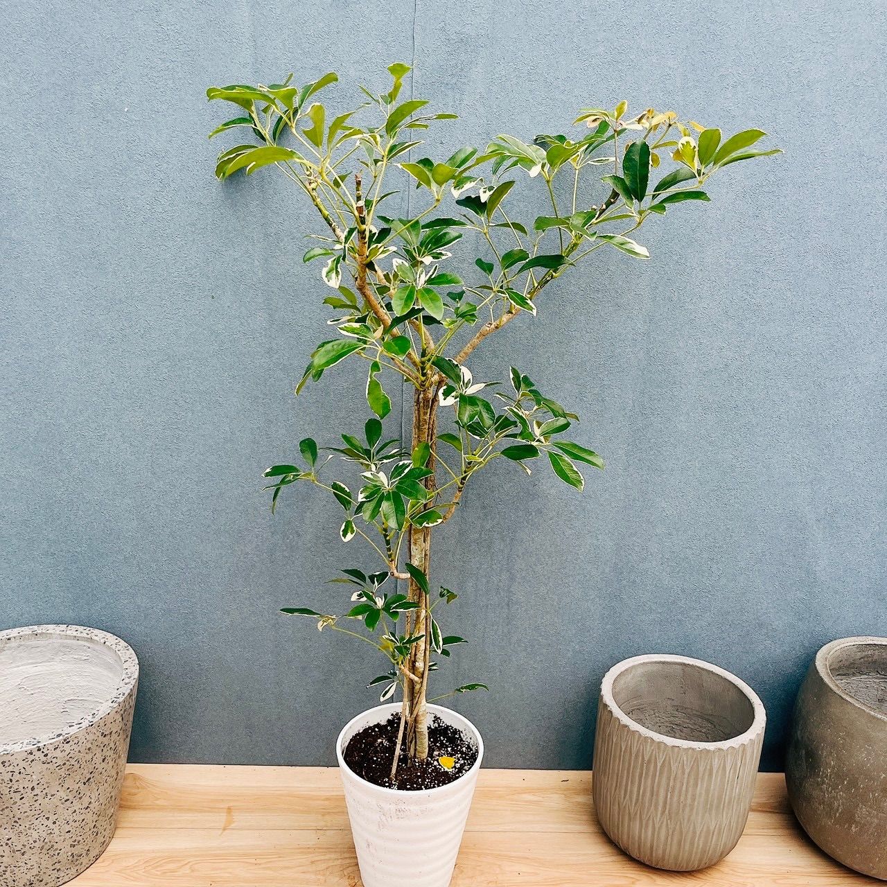 ［現品］☆珍しい☆ 2番　シェフレラ　ホンコンカポック　斑入り　7号　観葉植物　室内　レア　おしゃれ