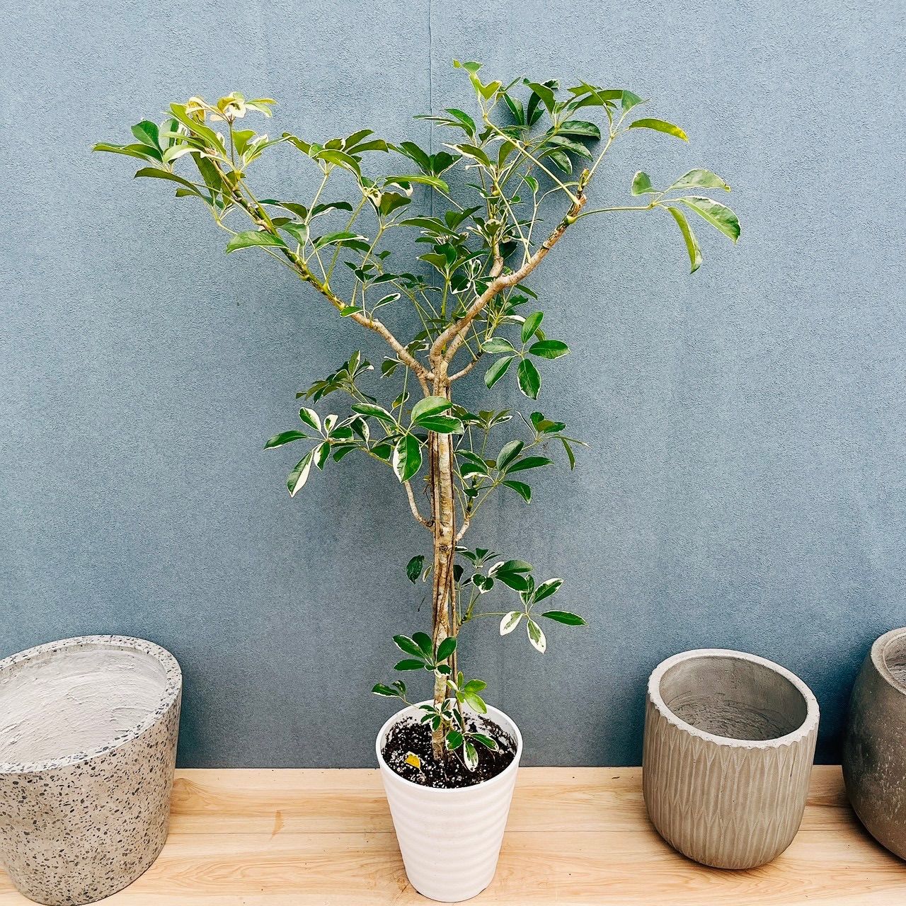 ［現品］☆珍しい☆ 2番　シェフレラ　ホンコンカポック　斑入り　7号　観葉植物　室内　レア　おしゃれ