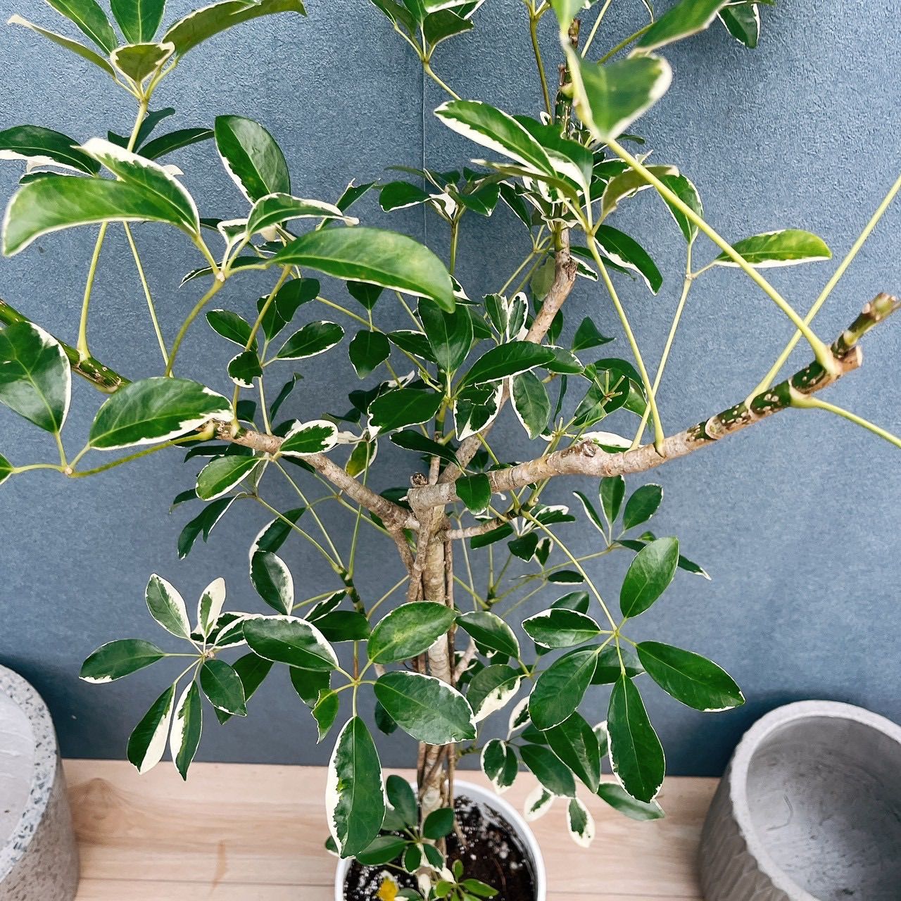［現品］☆珍しい☆ 2番　シェフレラ　ホンコンカポック　斑入り　7号　観葉植物　室内　レア　おしゃれ