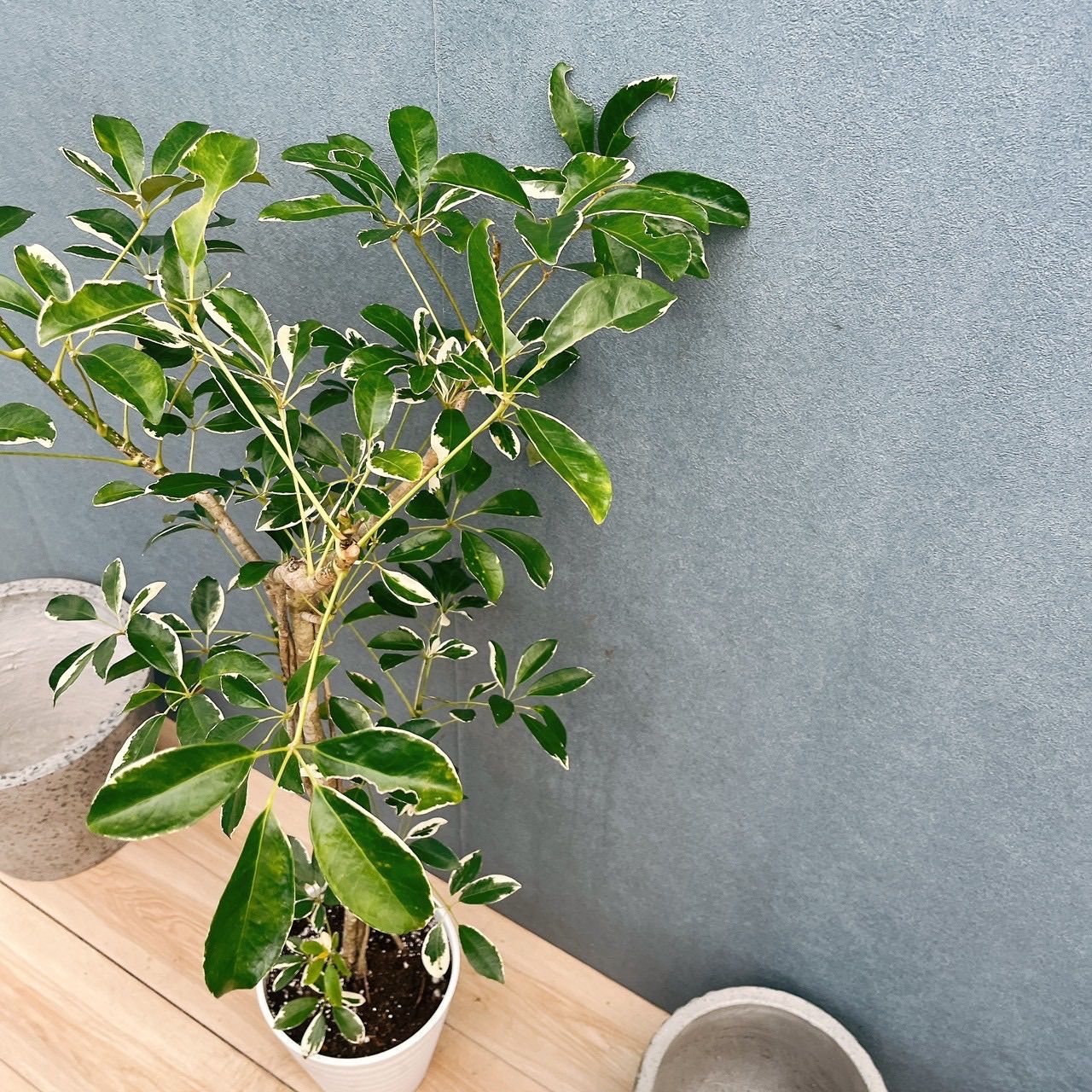 ［現品］☆珍しい☆ 2番　シェフレラ　ホンコンカポック　斑入り　7号　観葉植物　室内　レア　おしゃれ