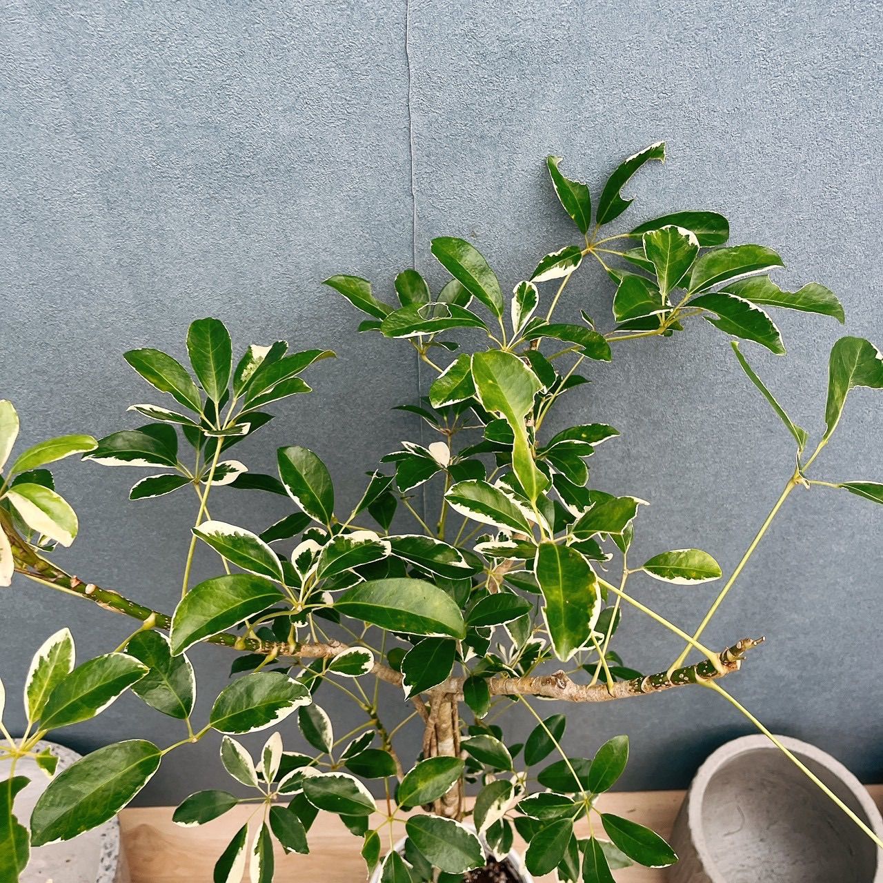 ［現品］☆珍しい☆ 2番　シェフレラ　ホンコンカポック　斑入り　7号　観葉植物　室内　レア　おしゃれ