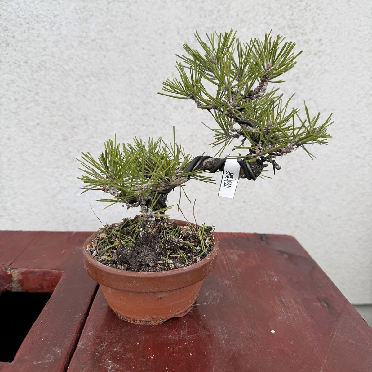 黒松 盆栽 模様木 松盆栽 高さ約16cm - メルカリ