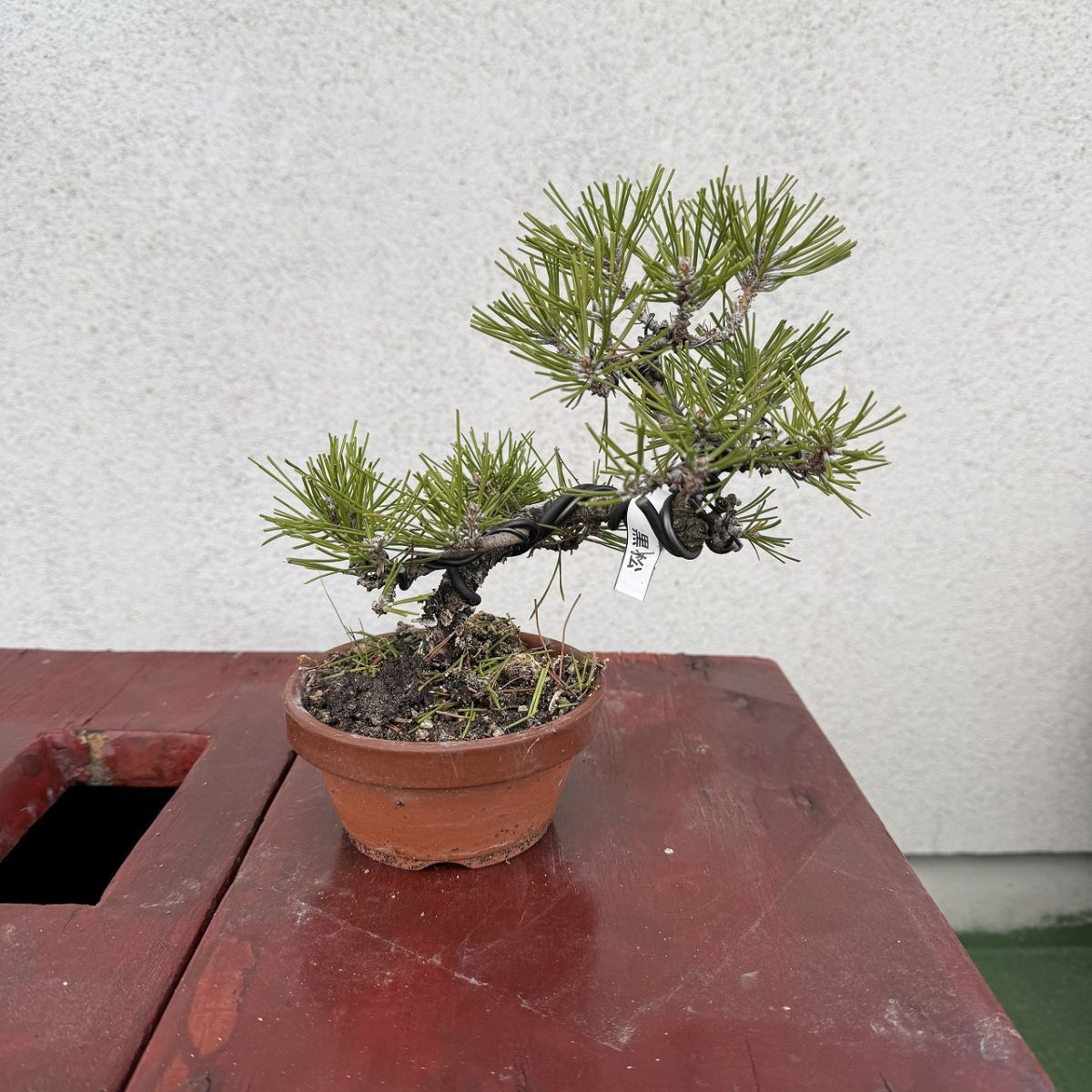 黒松 盆栽 模様木 松盆栽 高さ約16cm - メルカリ