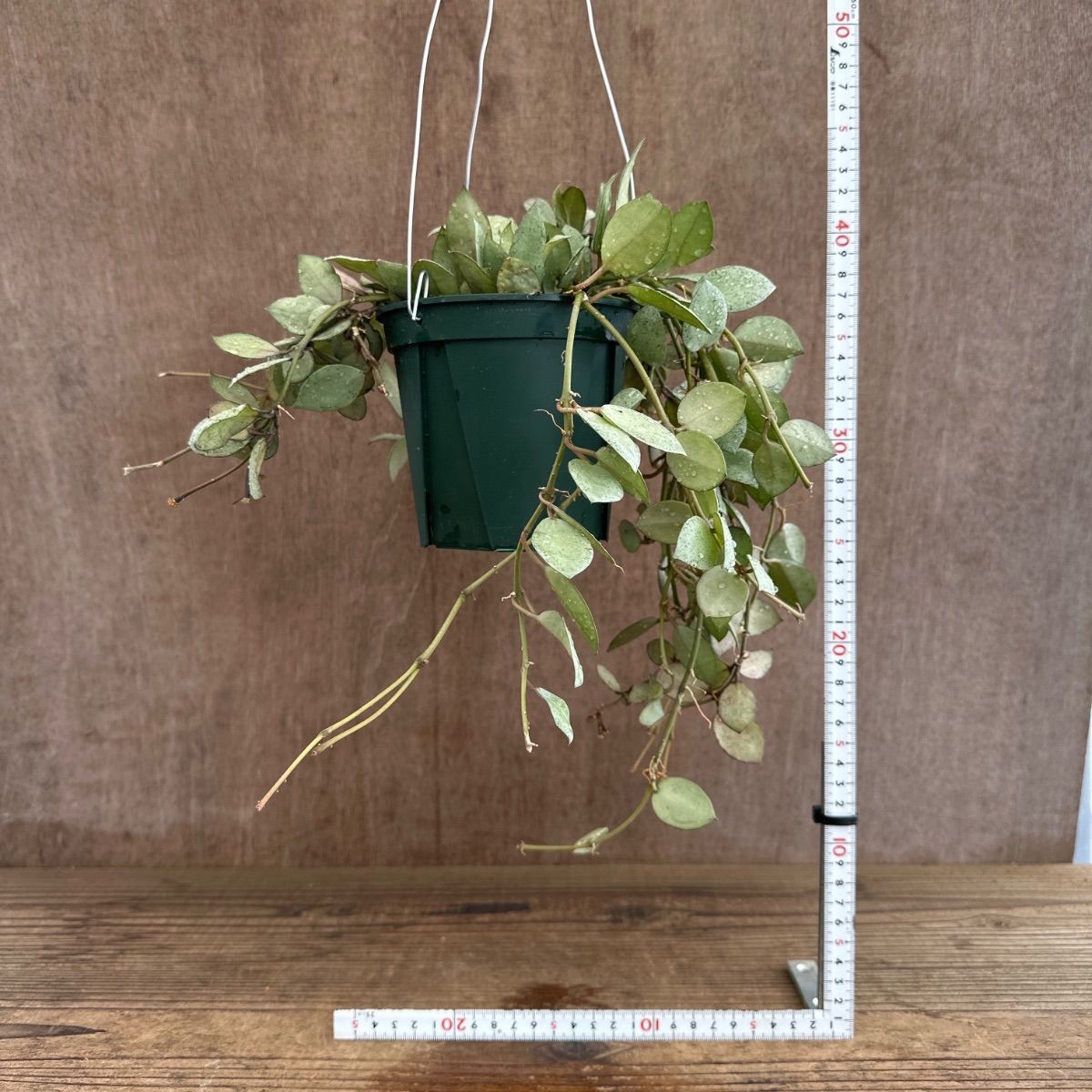 ホヤ ラクノーサミントコイン 現品 サクララン ラクノーサ 桜蘭 観葉