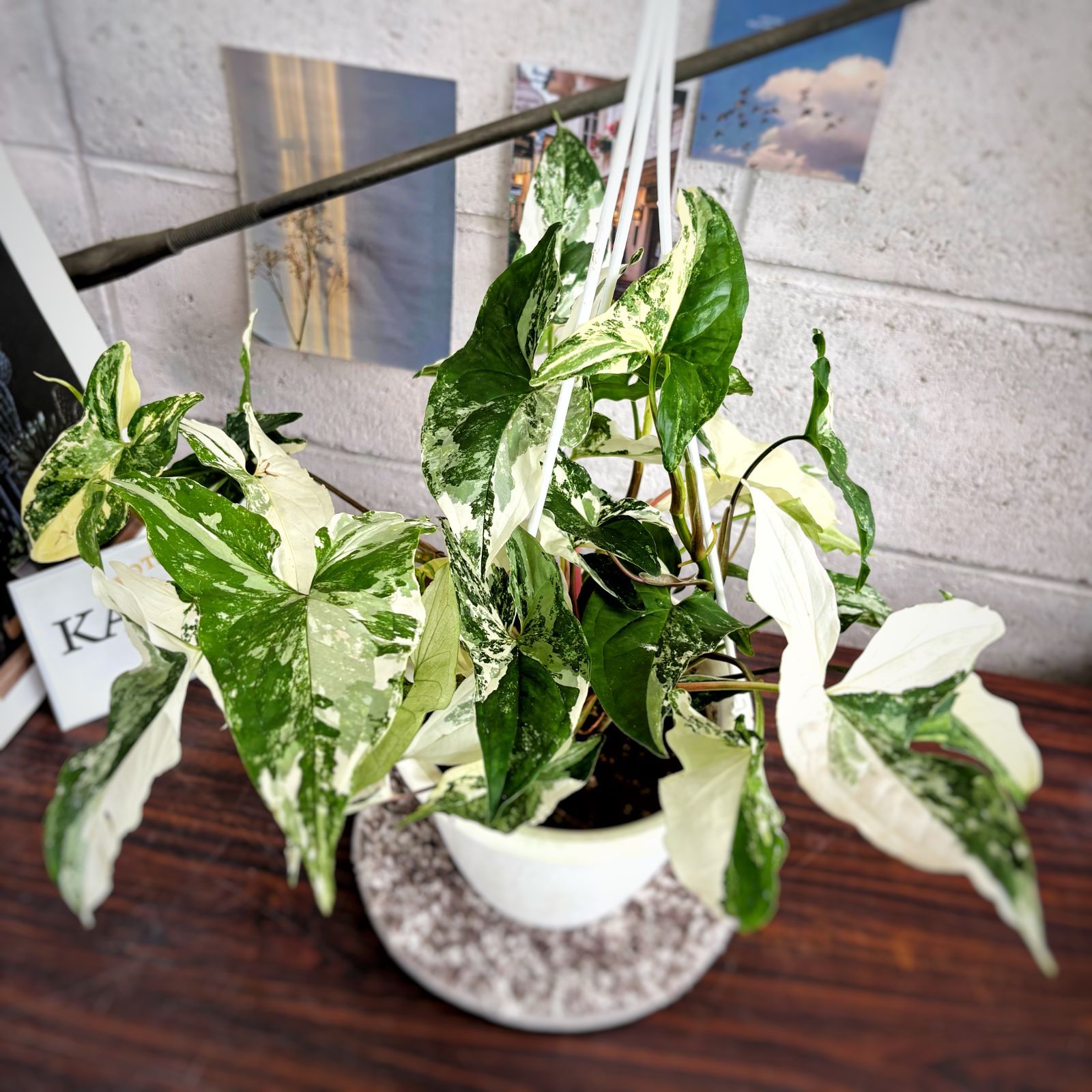 karaco due 数量限定 観葉植物 希少 シンゴニウム フレンチマーブル 5