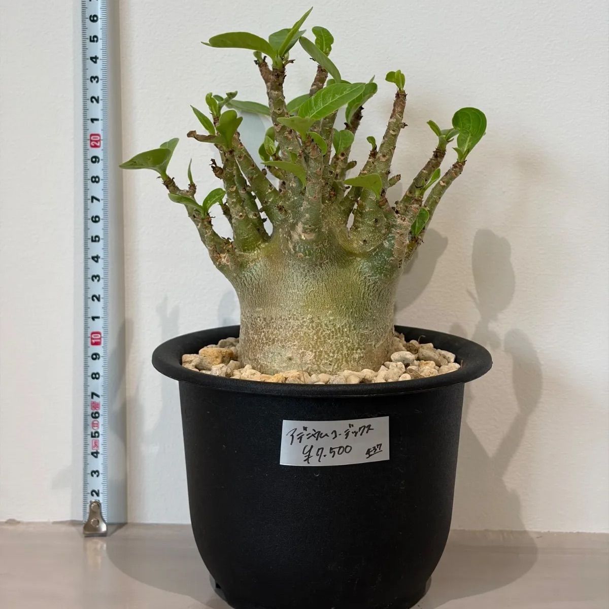 塊根植物 コーデックス 観葉植物 美株 メルカリ便 タイトル 【発根済】アデニウム コーデックス 塊根植物 良形 美株 観葉
