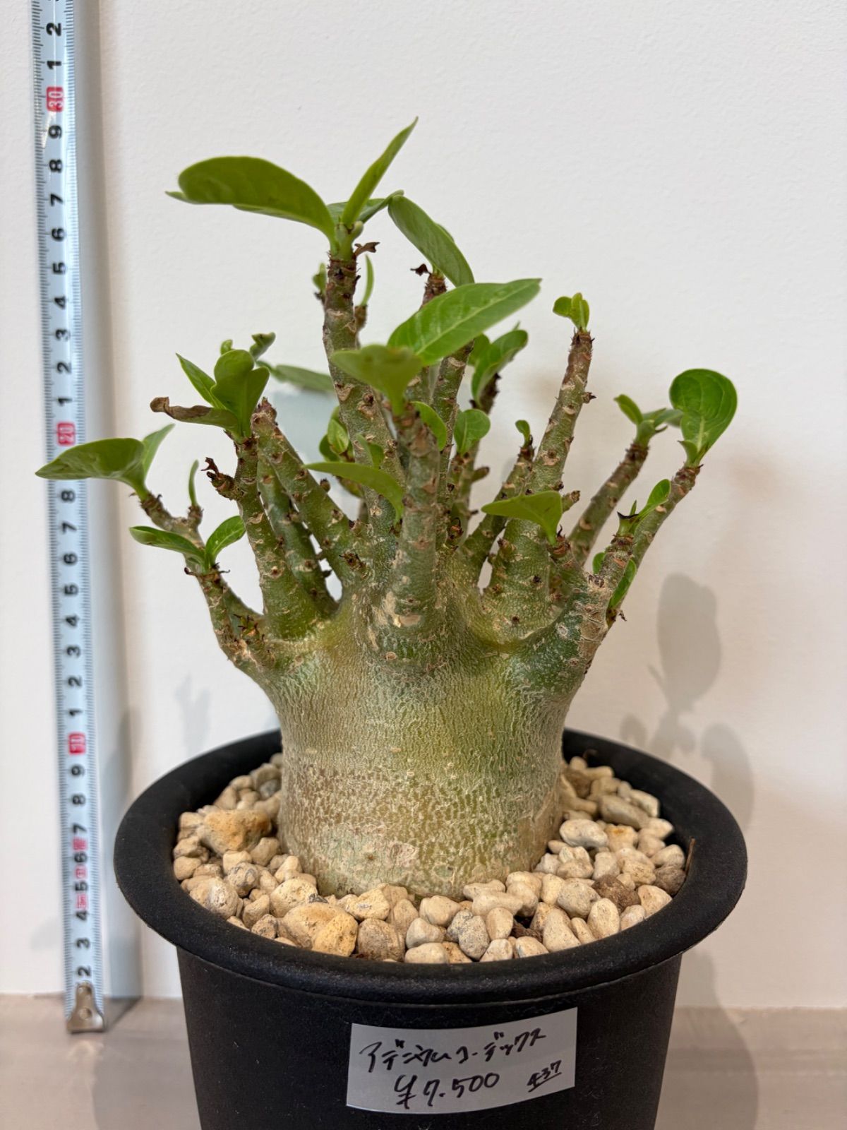 美株 観葉植物 コーデックス 塊根植物 メルカリ便 メルカリ - コーデックス パキポディウムグラギリス塊根植物 築*様 塊根植物・コーデックス