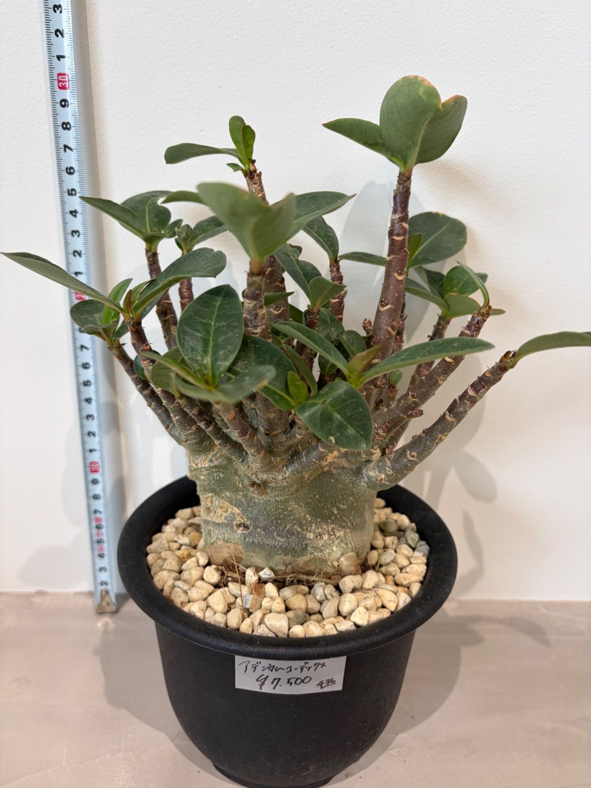タイトル 【発根済】アデニウム コーデックス 塊根植物 良形 美株 観葉