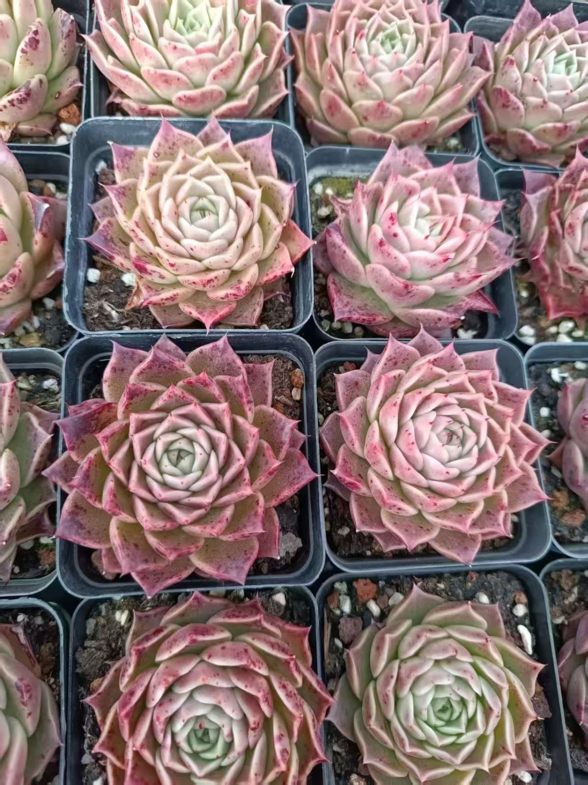 観葉植物 X1050ピンククリスタル×105苗 多肉植物 エケベリア セダム