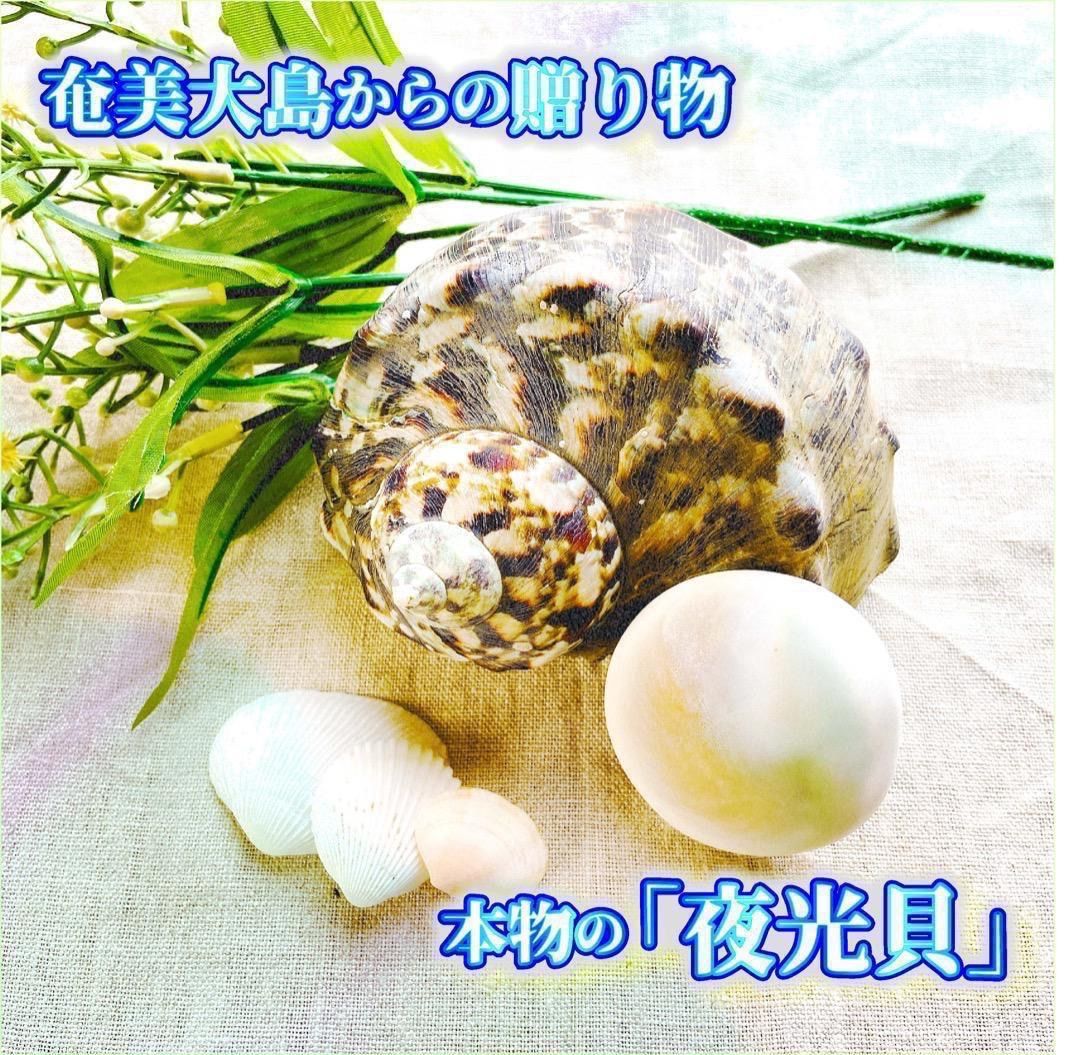 夜光貝オブジェ 【公式通販】