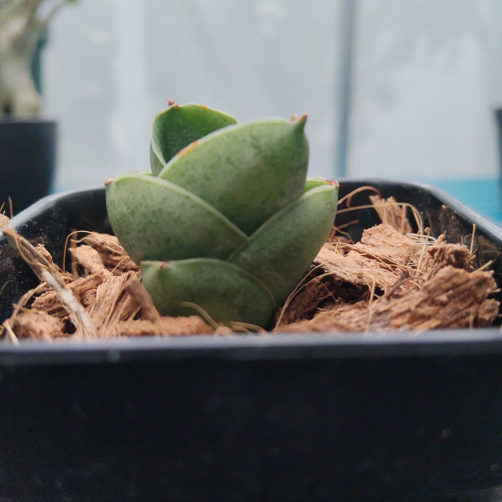 a98 サンスベリア ベンジャロン Sansevieria benjarong - メルカリ