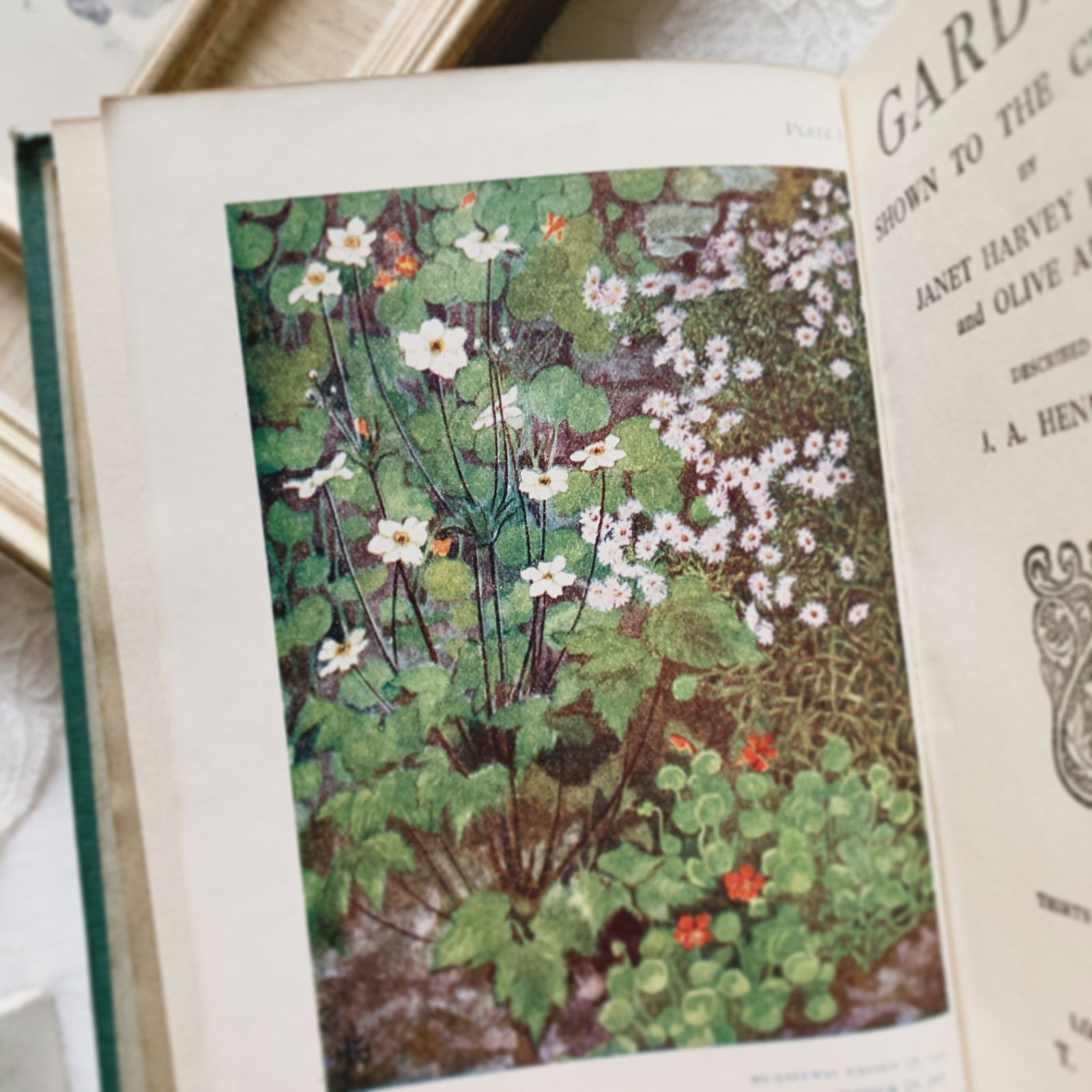 1910s-1920s 英国アンティーク植物図鑑 ボタニカルアート Gardens/植物