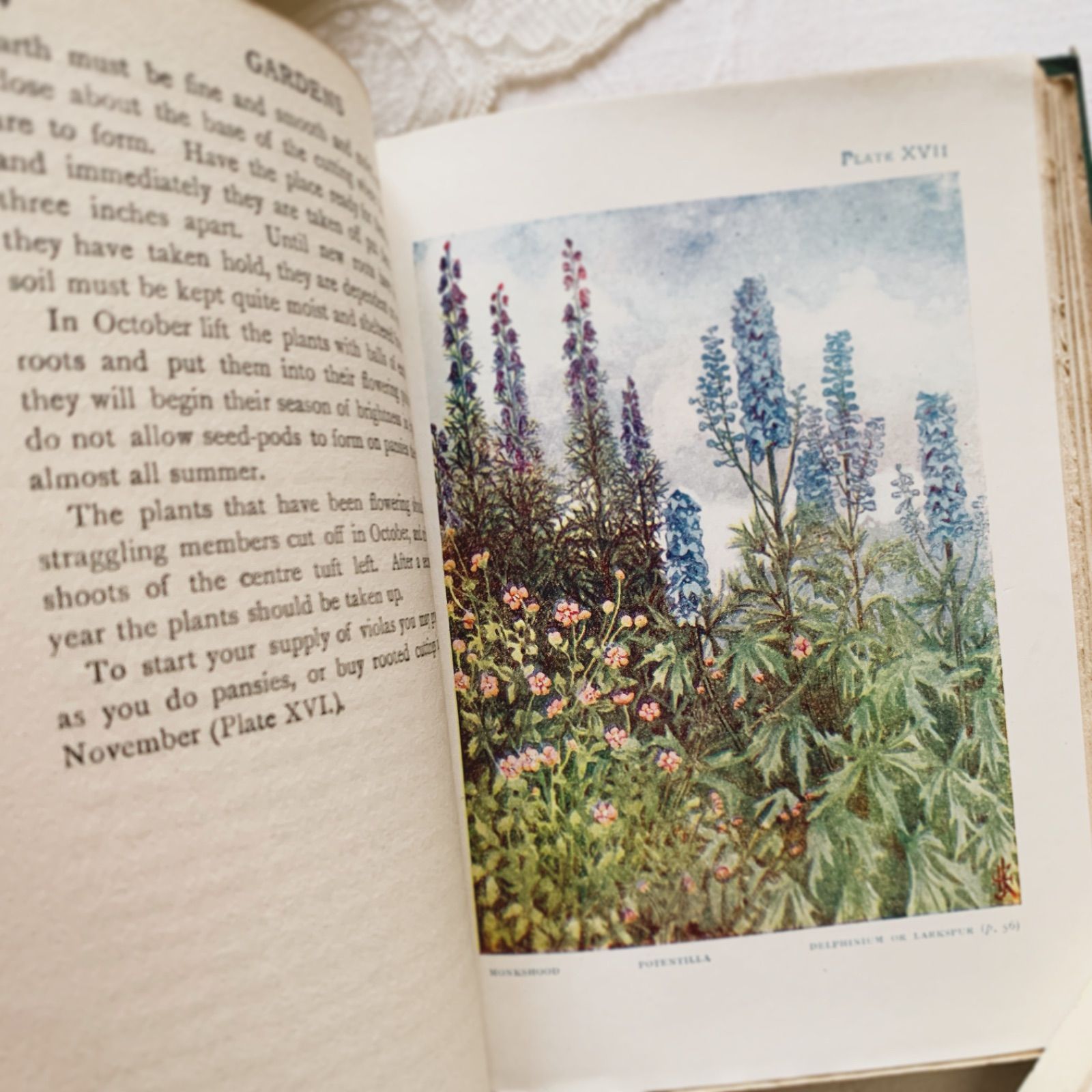 1910s-1920s 英国アンティーク植物図鑑 ボタニカルアート Gardens/植物