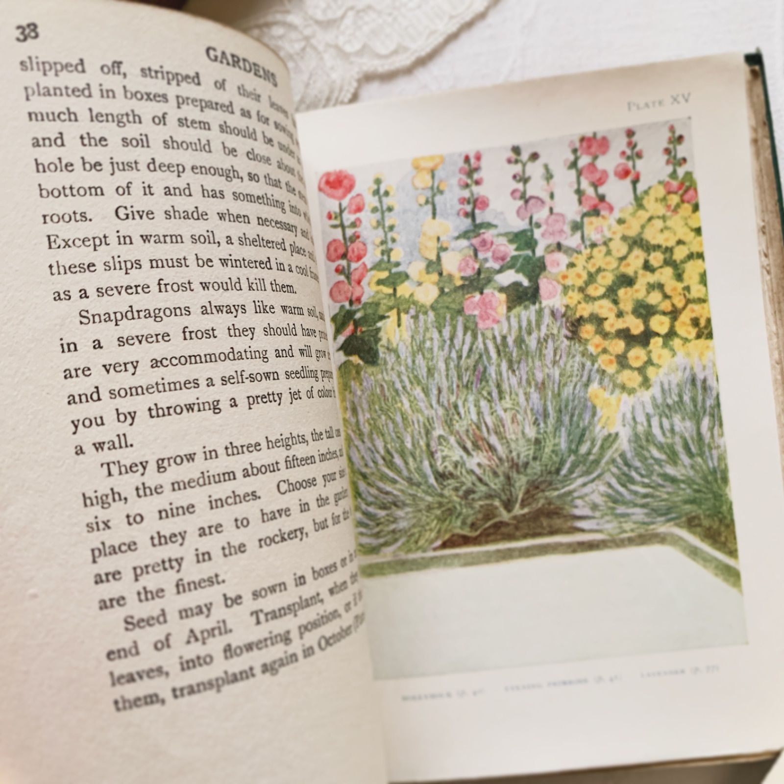 植物図鑑　洋書　ボタニカルアート　アンティーク　リトグラフ　イギリス　古書　18 植物図鑑 洋書 ボタニカルアート アンティーク リトグラフ イギリス